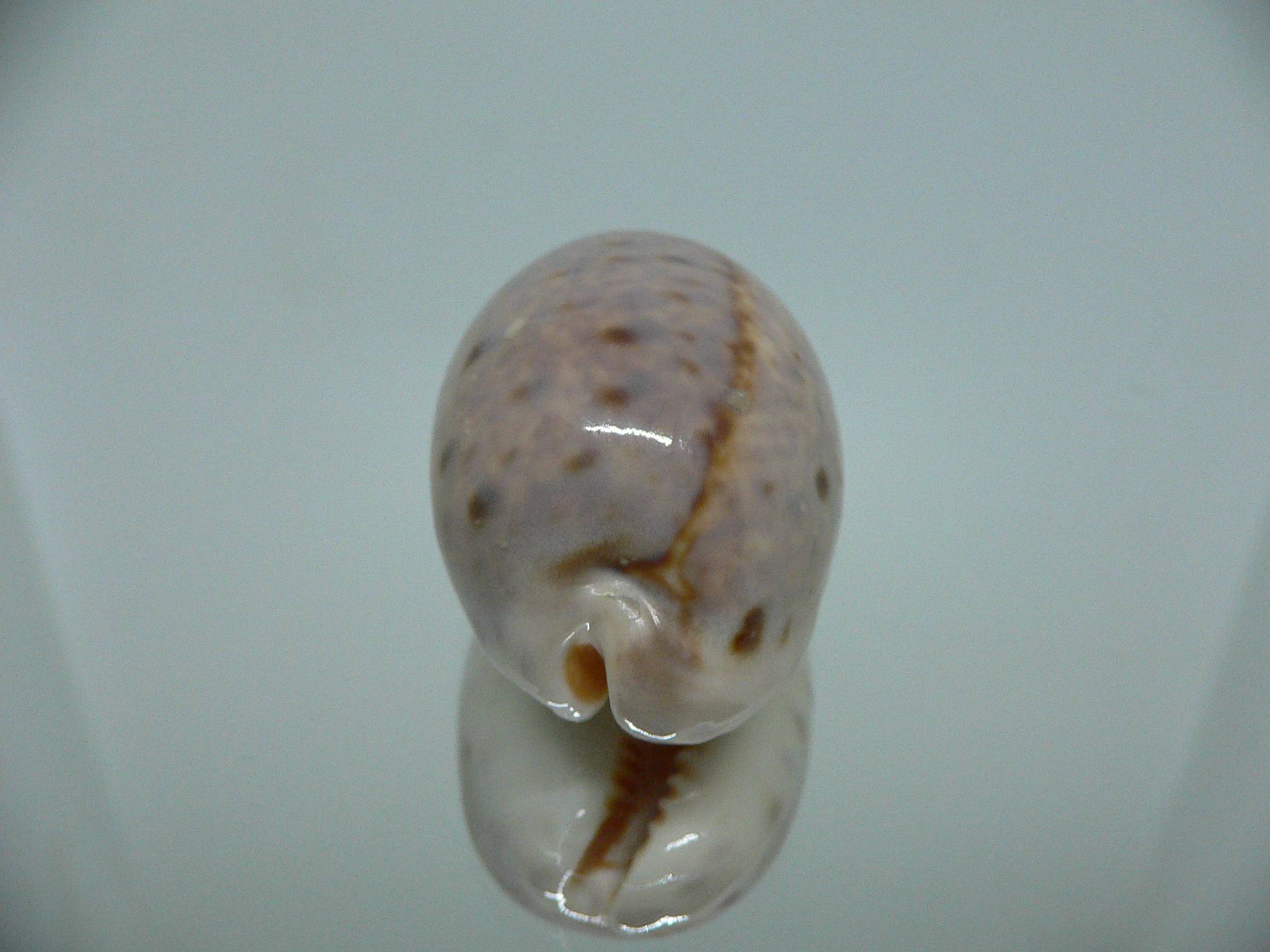 Cypraea lynx vanelli (var.) LILAC