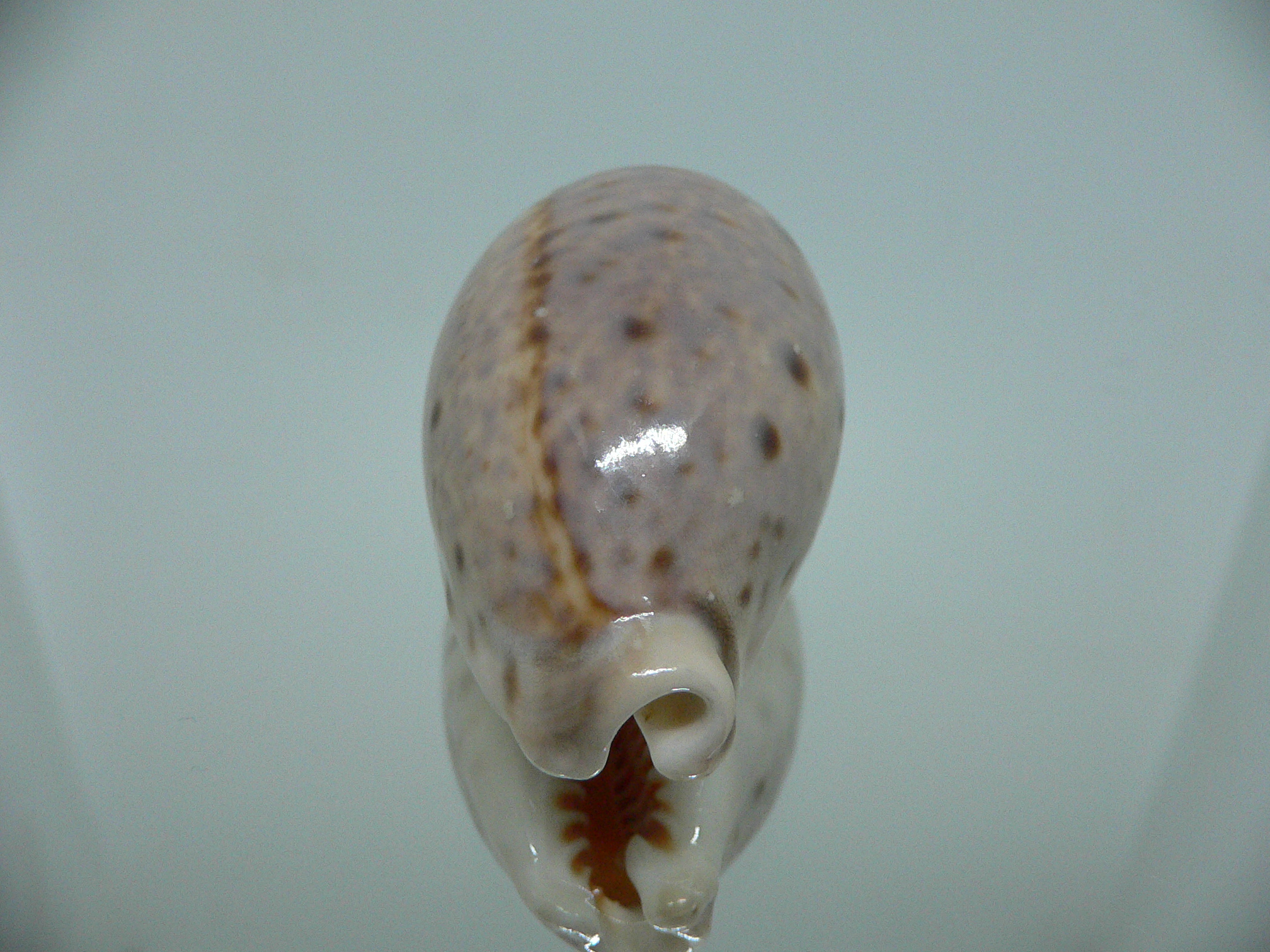 Cypraea lynx vanelli (var.) LILAC