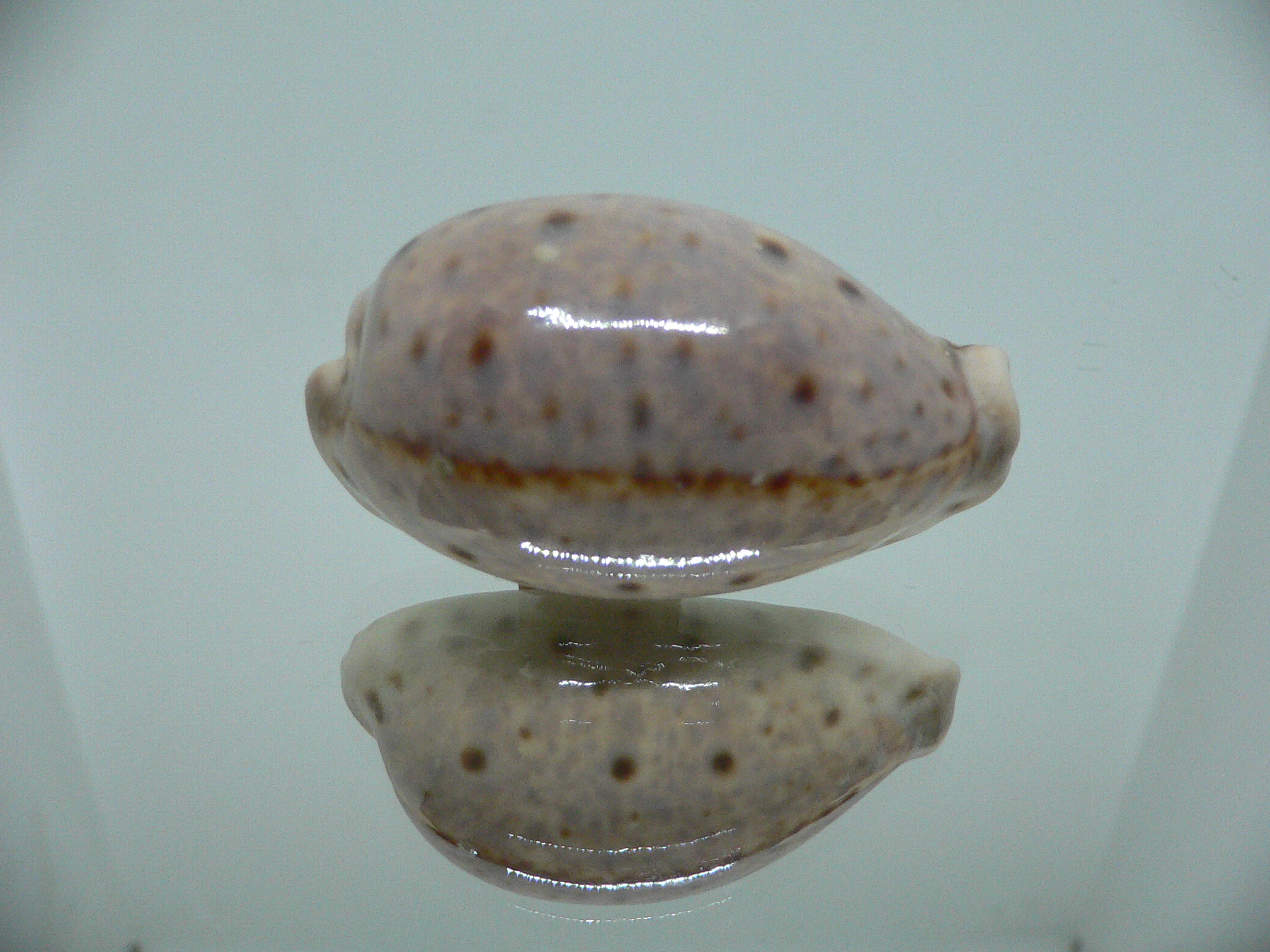 Cypraea lynx vanelli (var.) LILAC