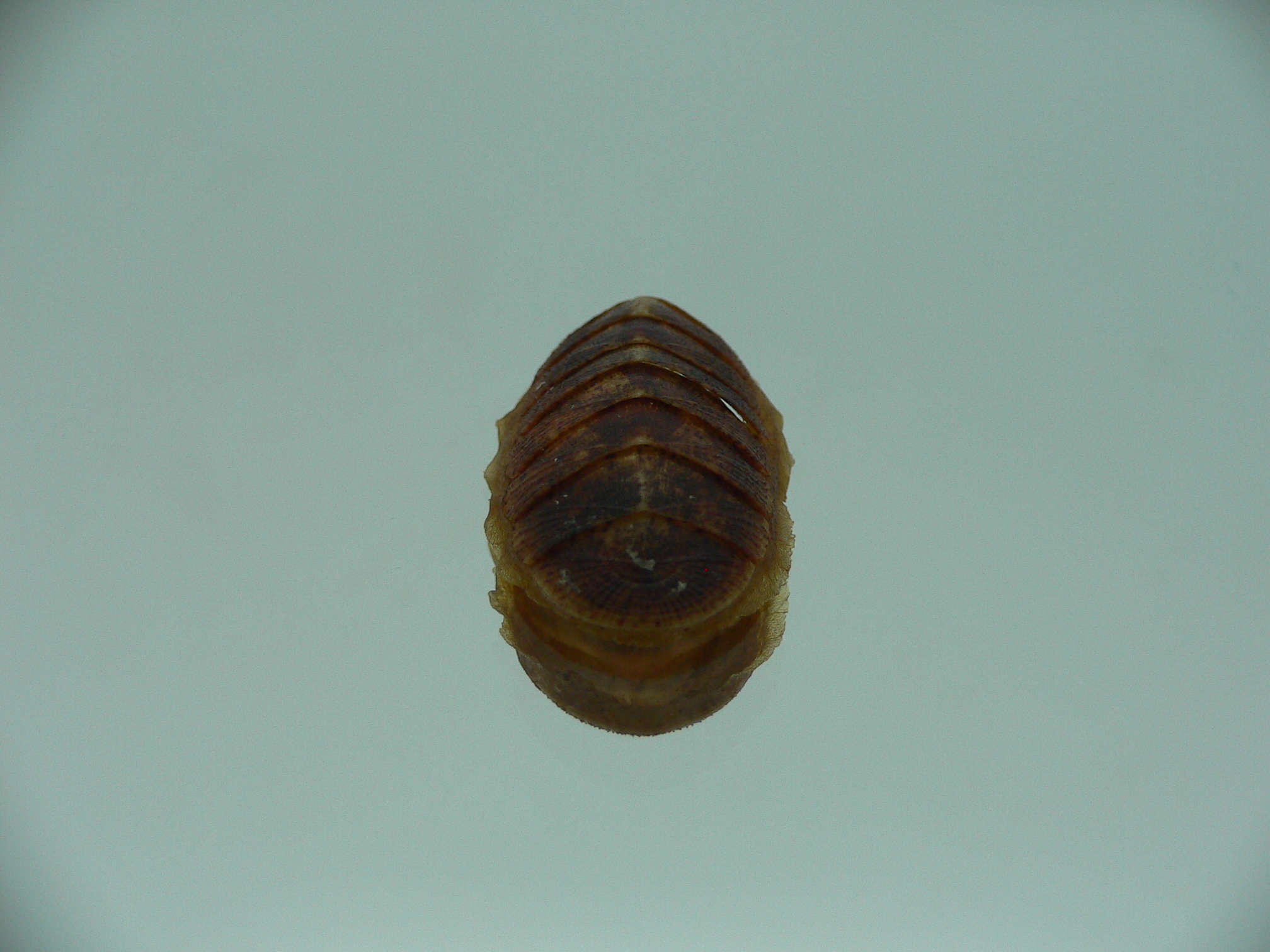 Lepidozona cf. albrechtii