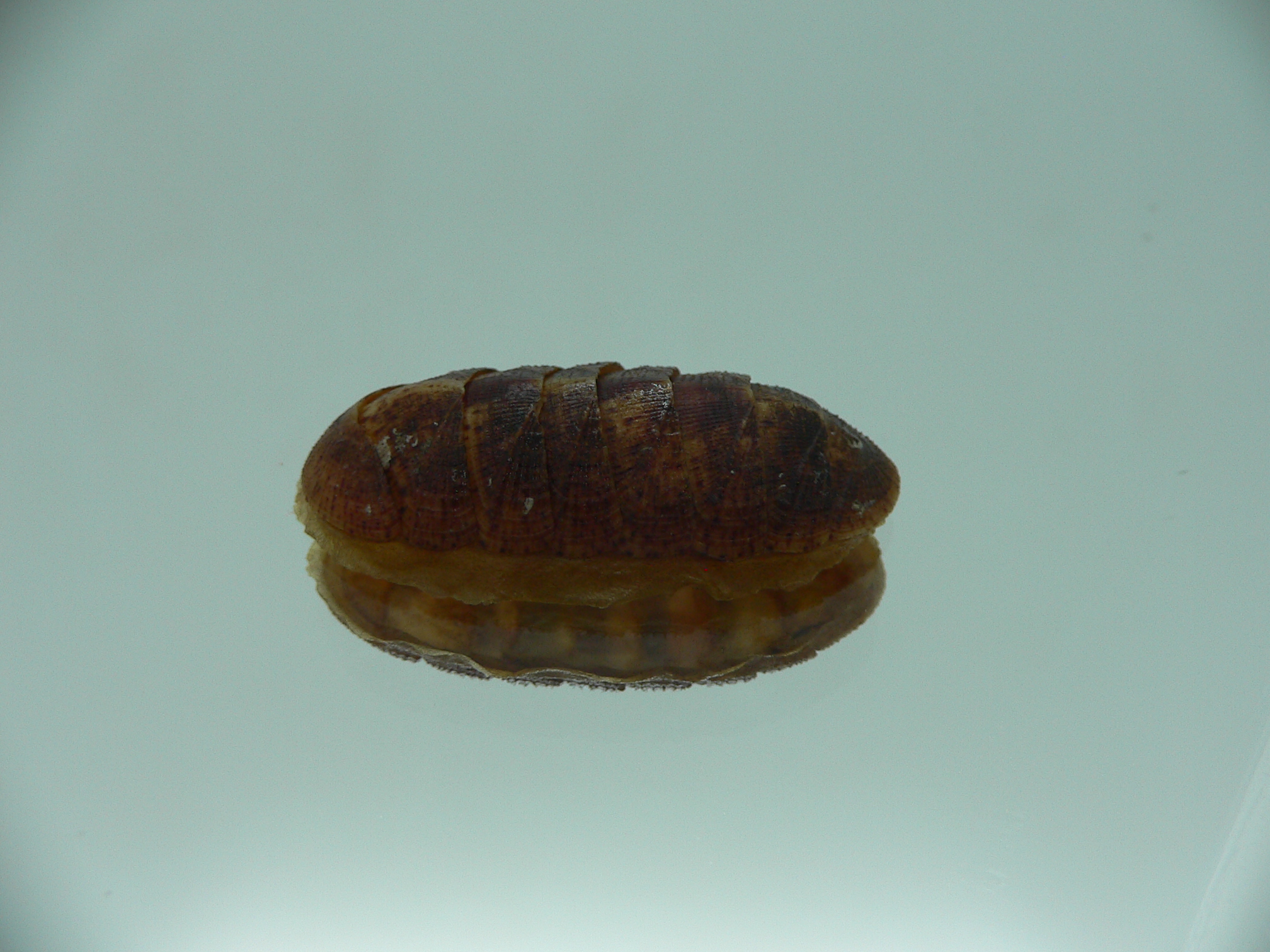 Lepidozona cf. albrechtii