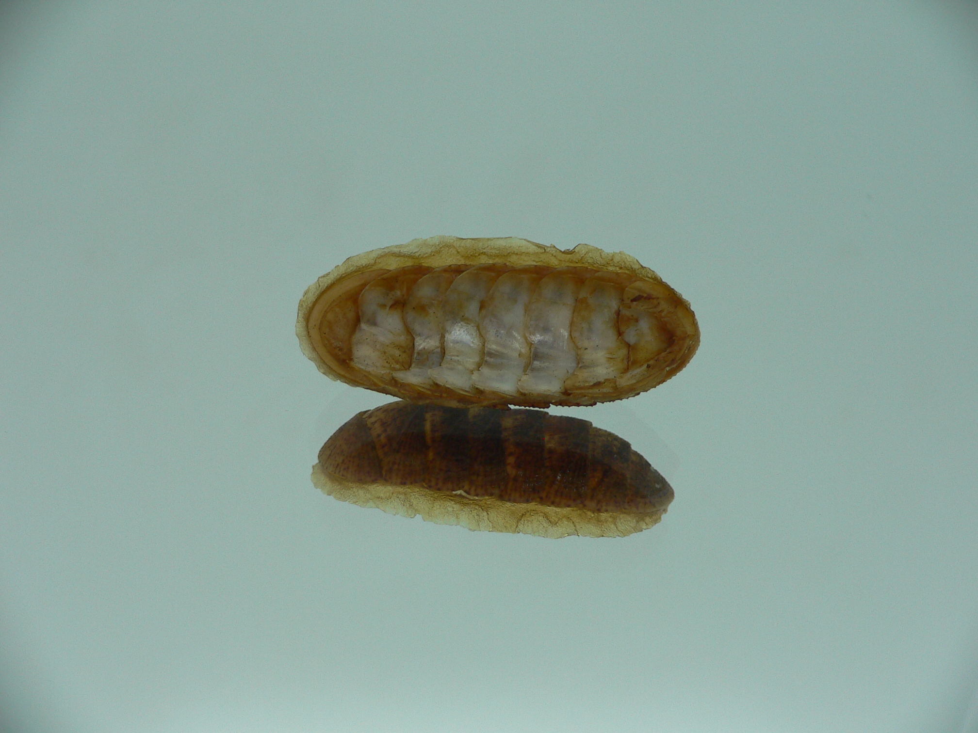 Lepidozona cf. albrechtii