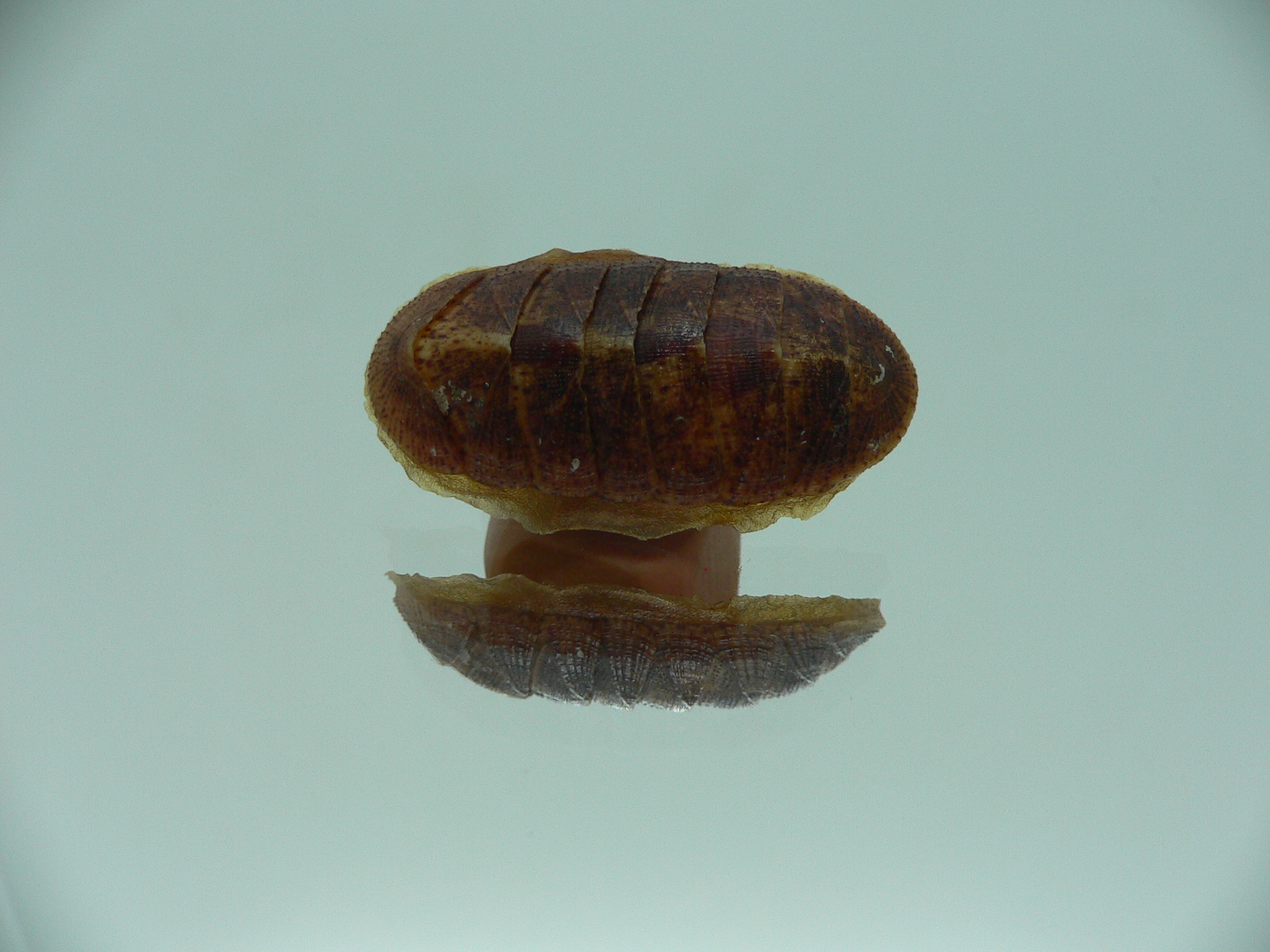 Lepidozona cf. albrechtii