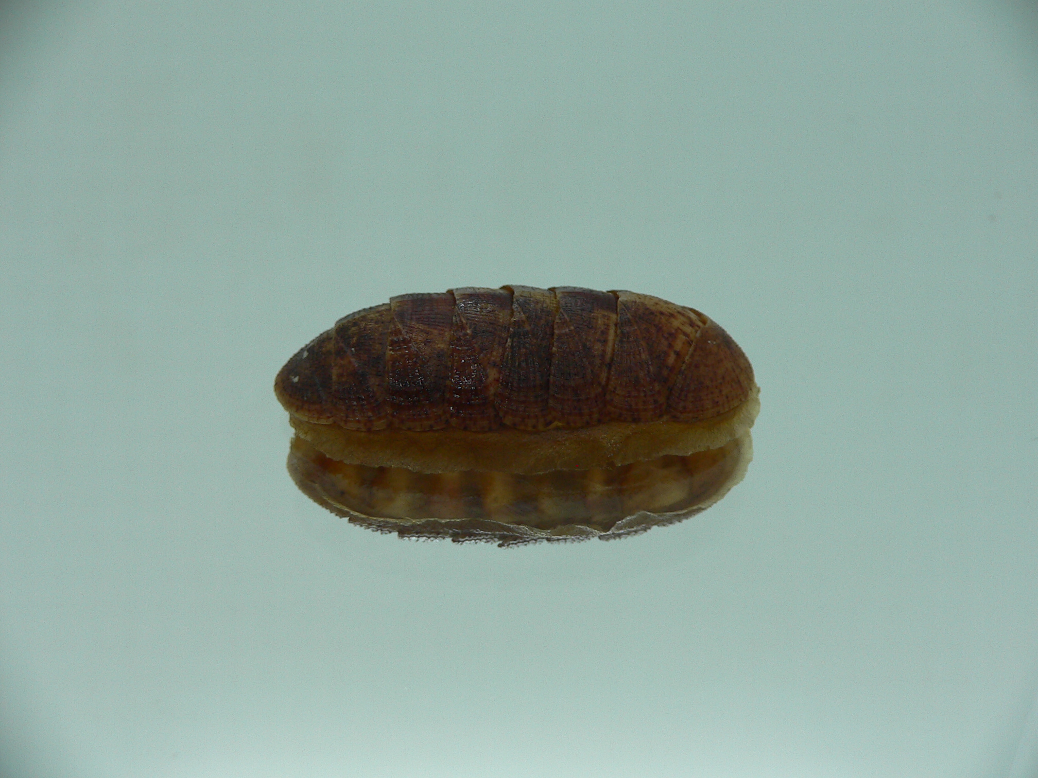 Lepidozona cf. albrechtii