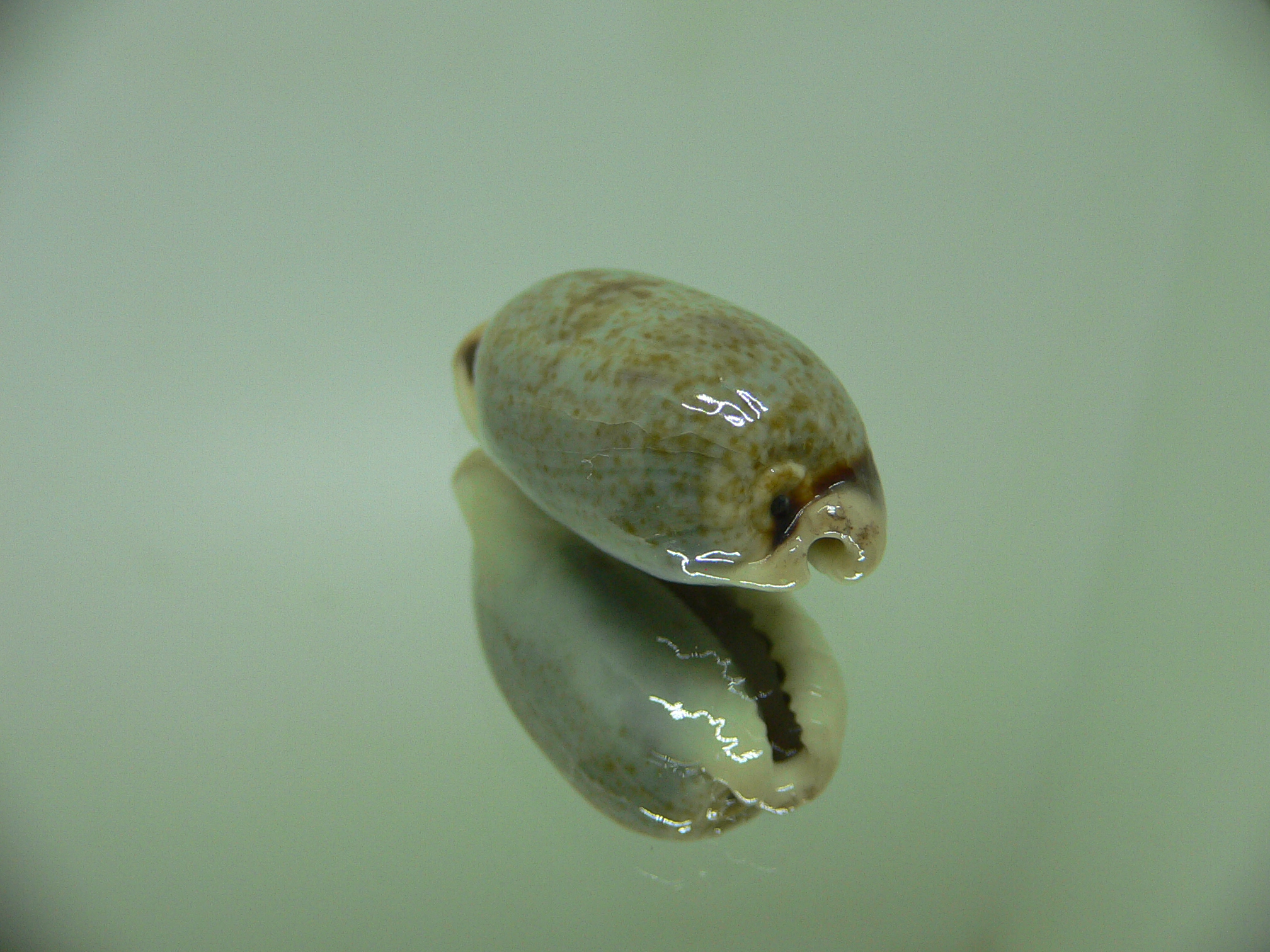 Cypraea cylindrica sowerbyana NO STAINS