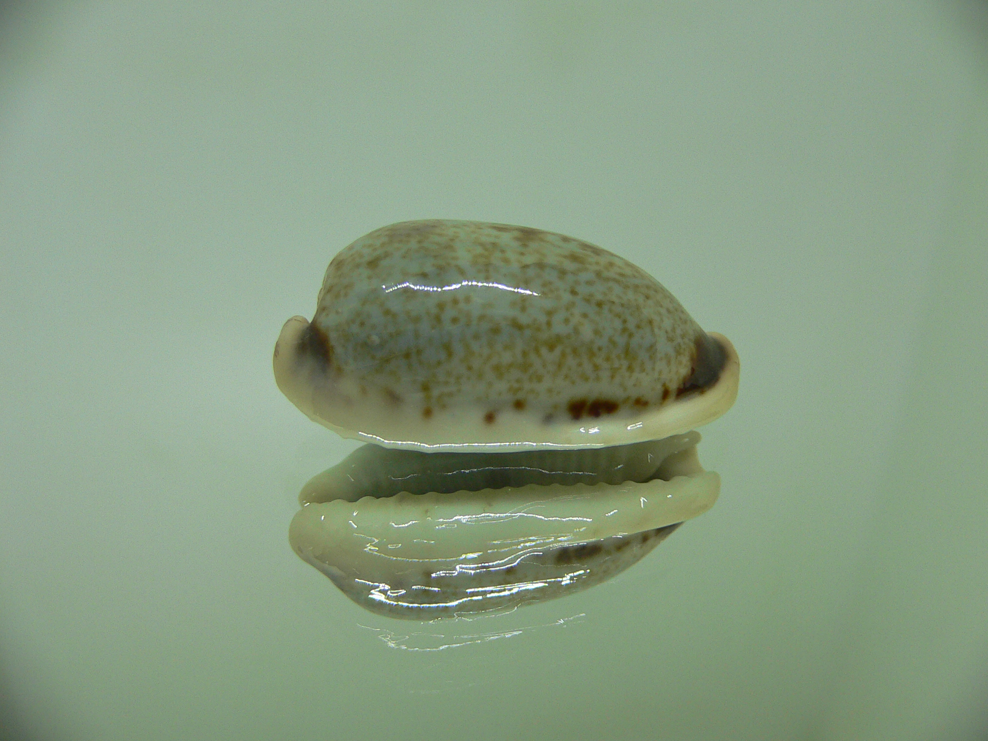 Cypraea cylindrica sowerbyana NO STAINS