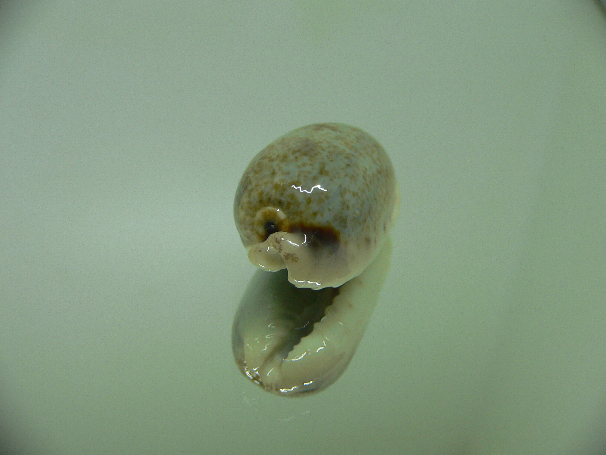 Cypraea cylindrica sowerbyana NO STAINS