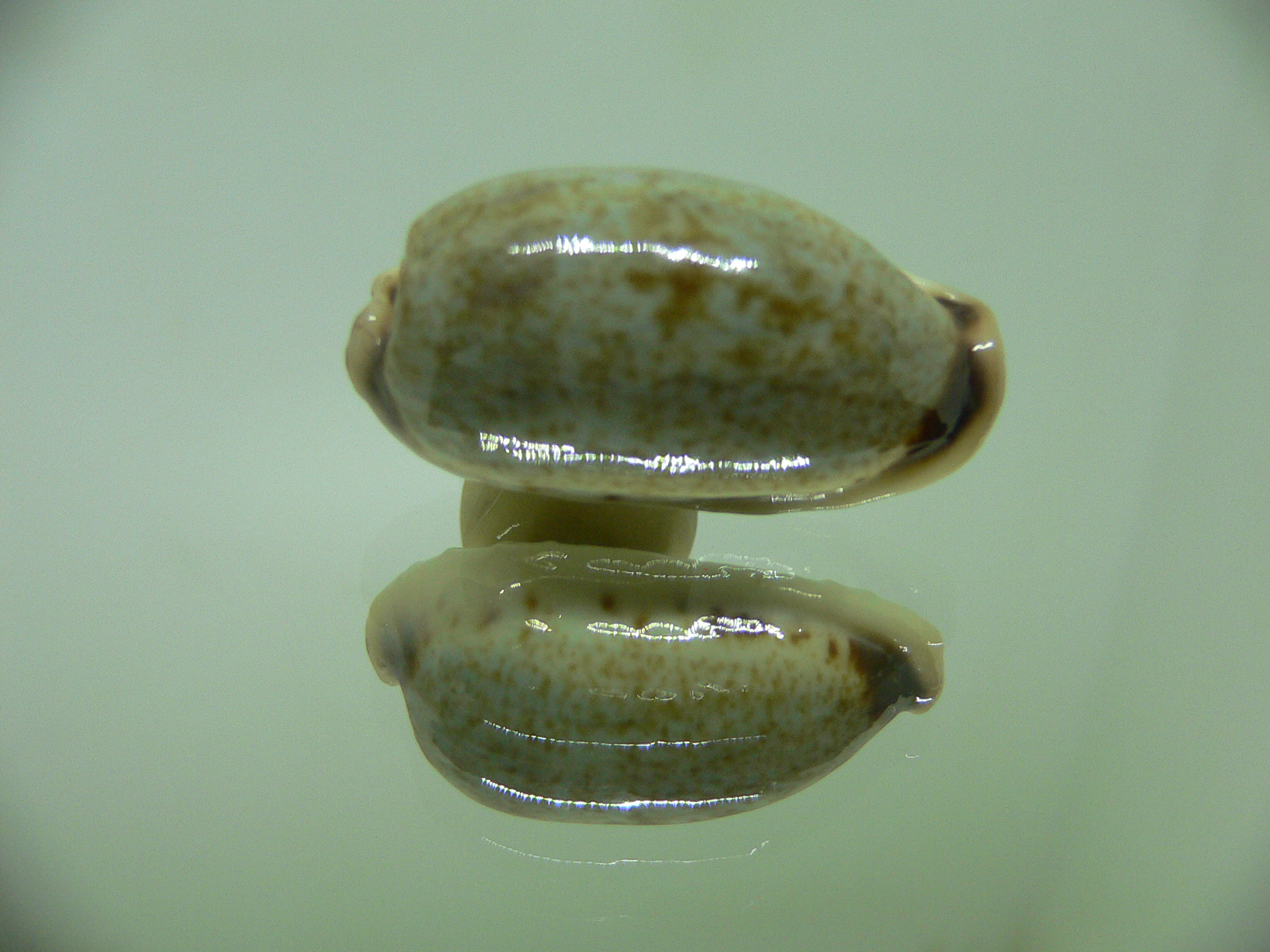 Cypraea cylindrica sowerbyana NO STAINS