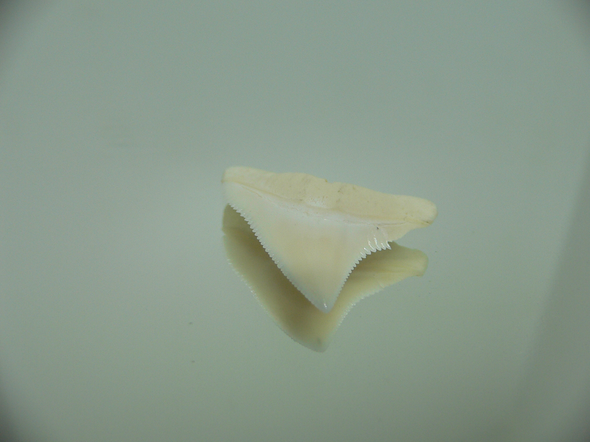 Carcharhinus leucas Зуб БЫЧЬЕЙ акулы 1