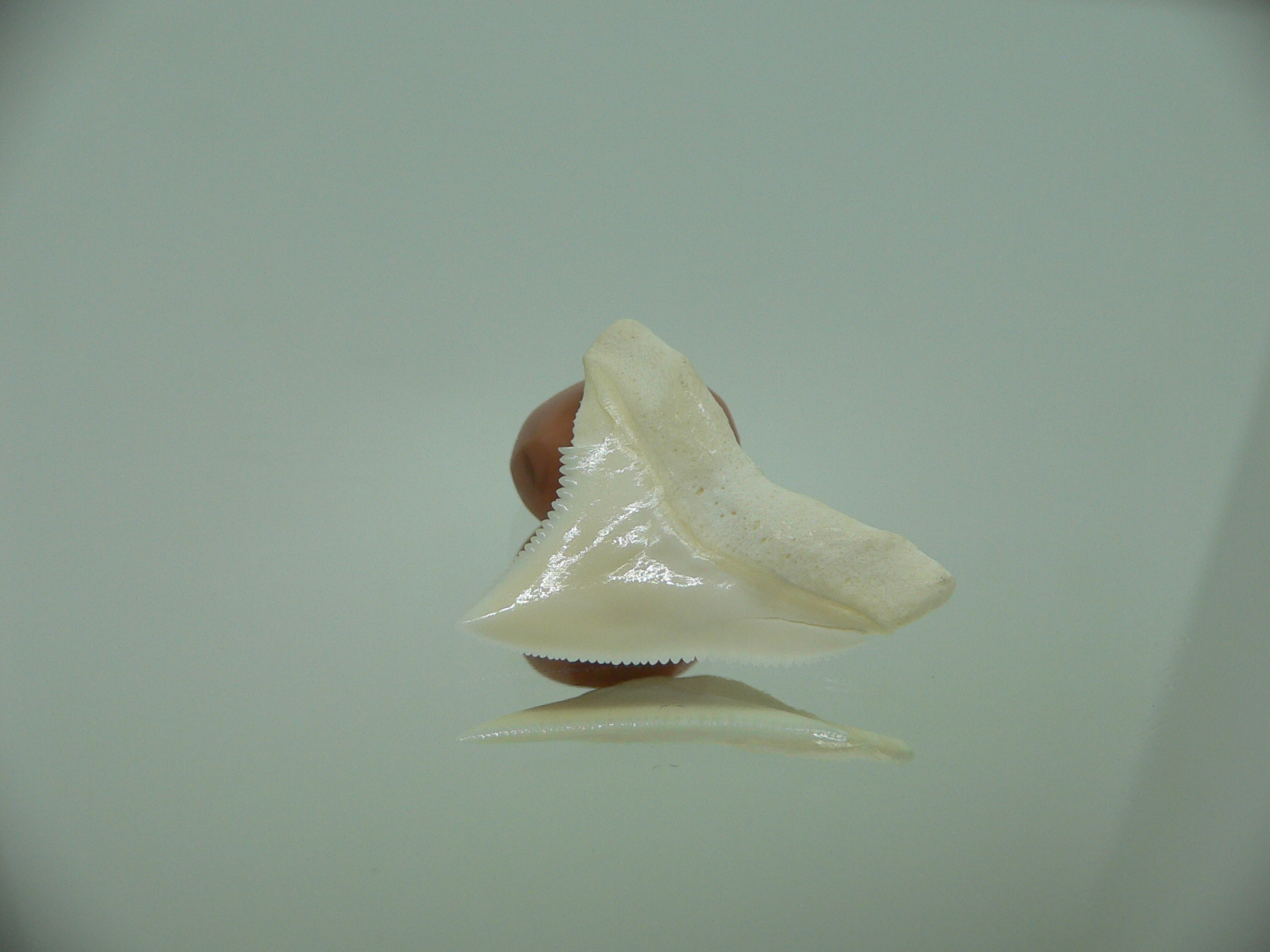 Carcharhinus leucas Зуб БЫЧЬЕЙ акулы 1