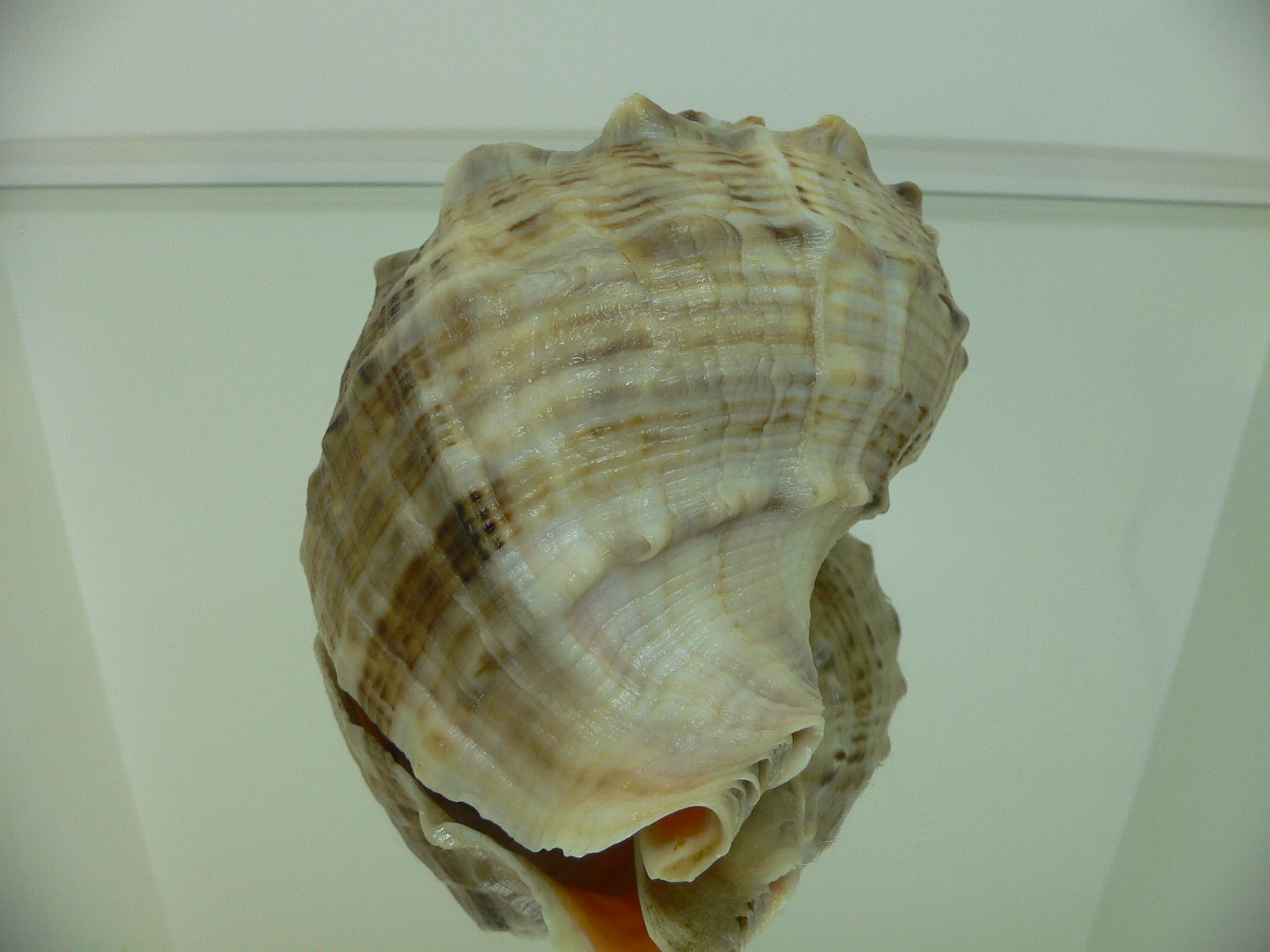 Rapana venosa UNUSUAL