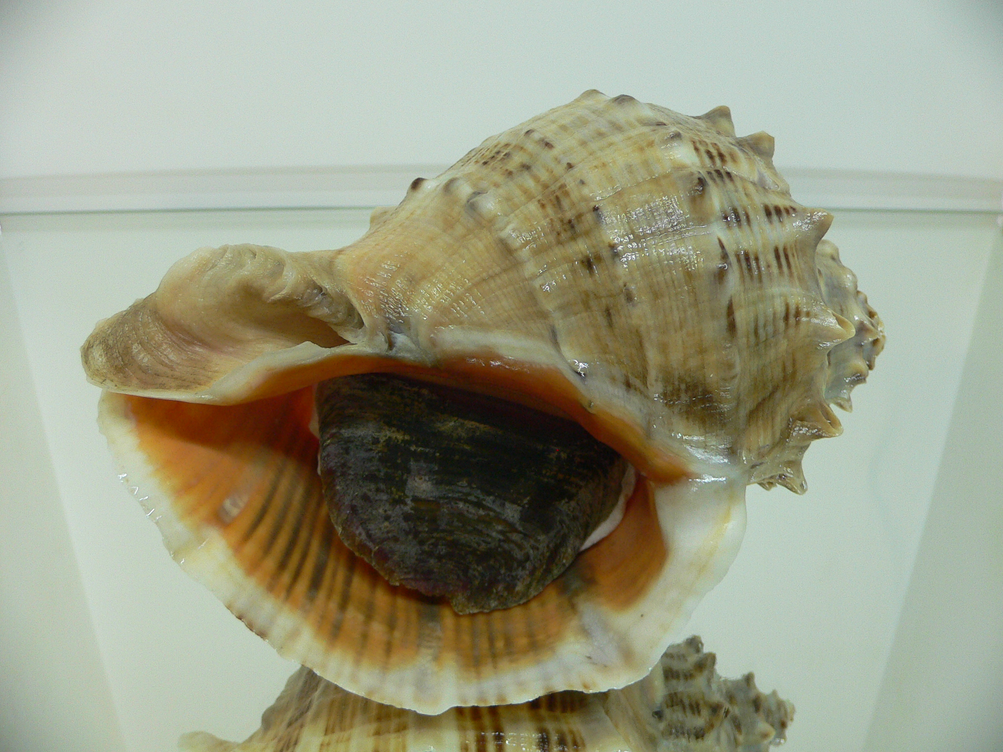 Rapana venosa UNUSUAL