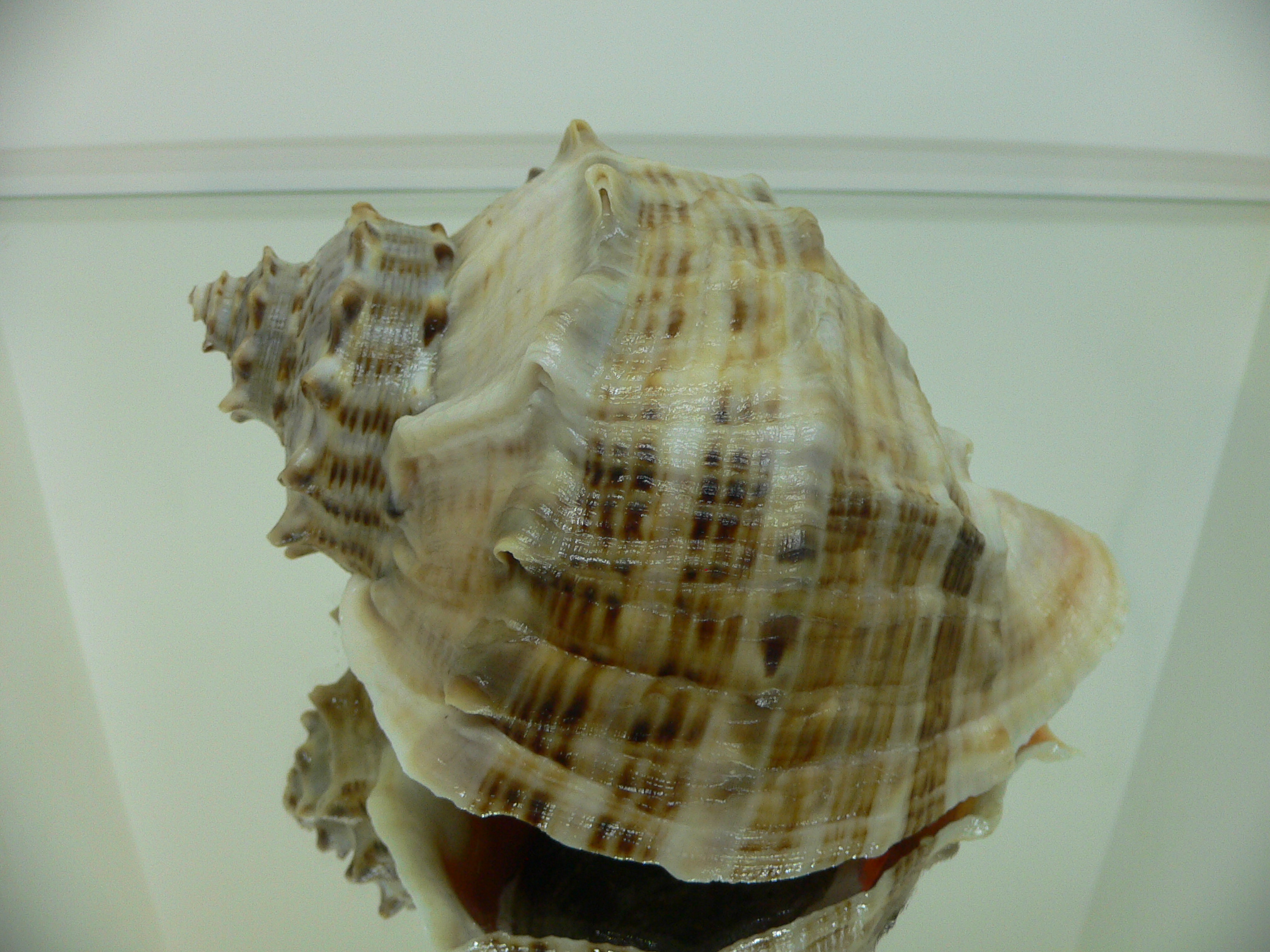 Rapana venosa UNUSUAL