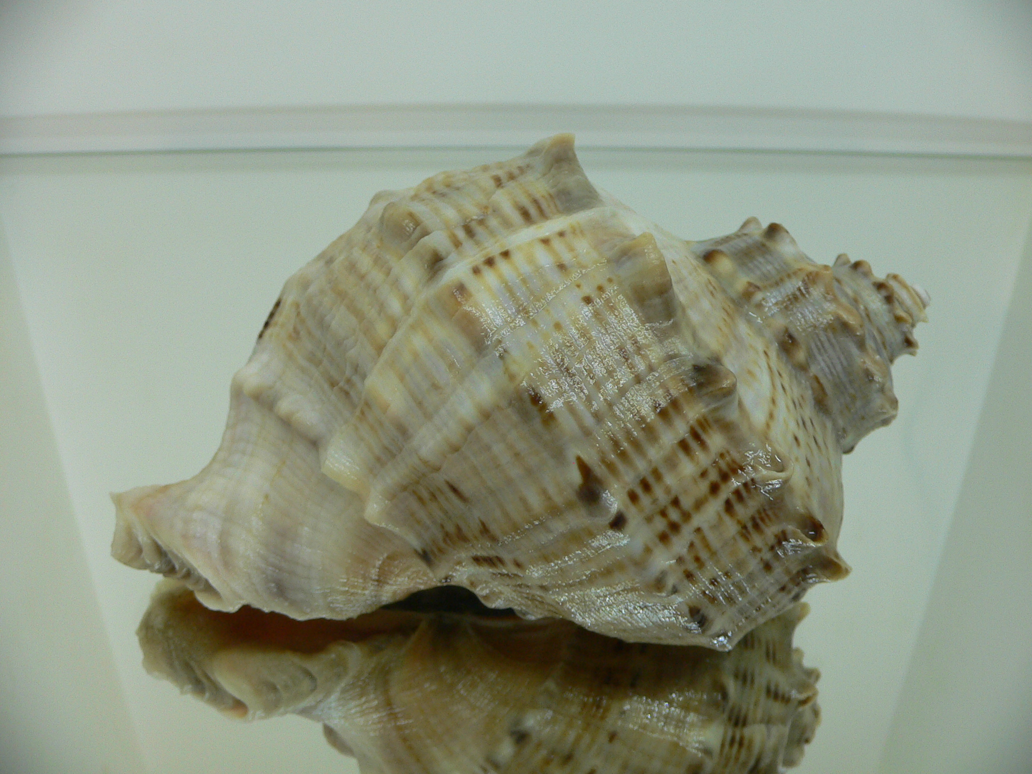 Rapana venosa UNUSUAL