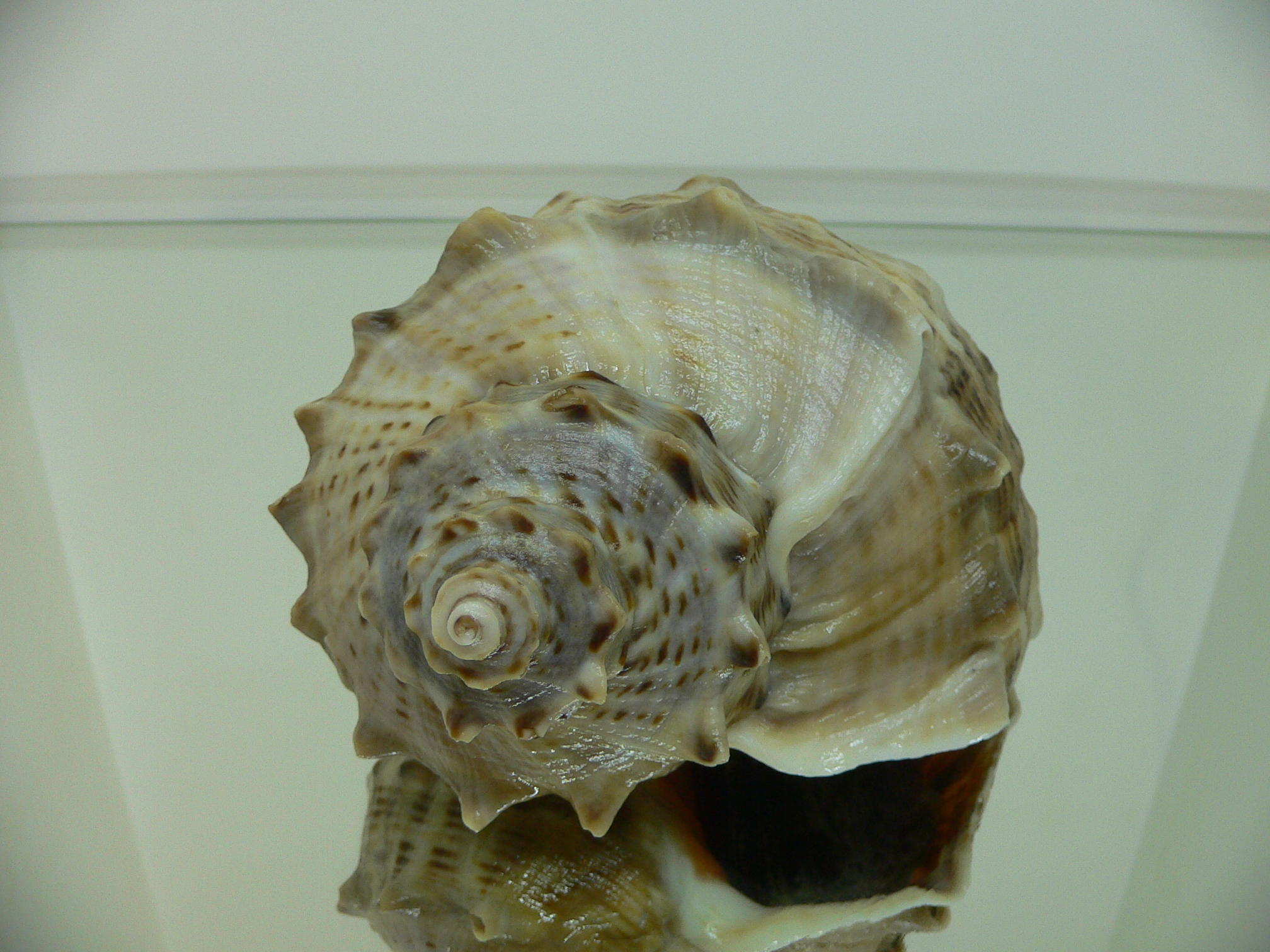 Rapana venosa UNUSUAL