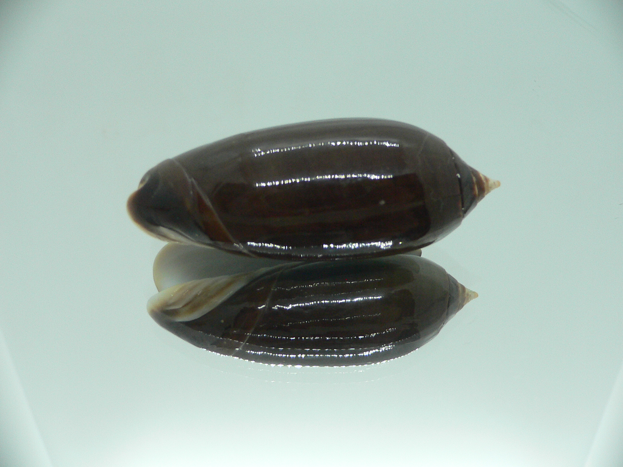 Oliva irisans concinna (var.) BIG & NIGER