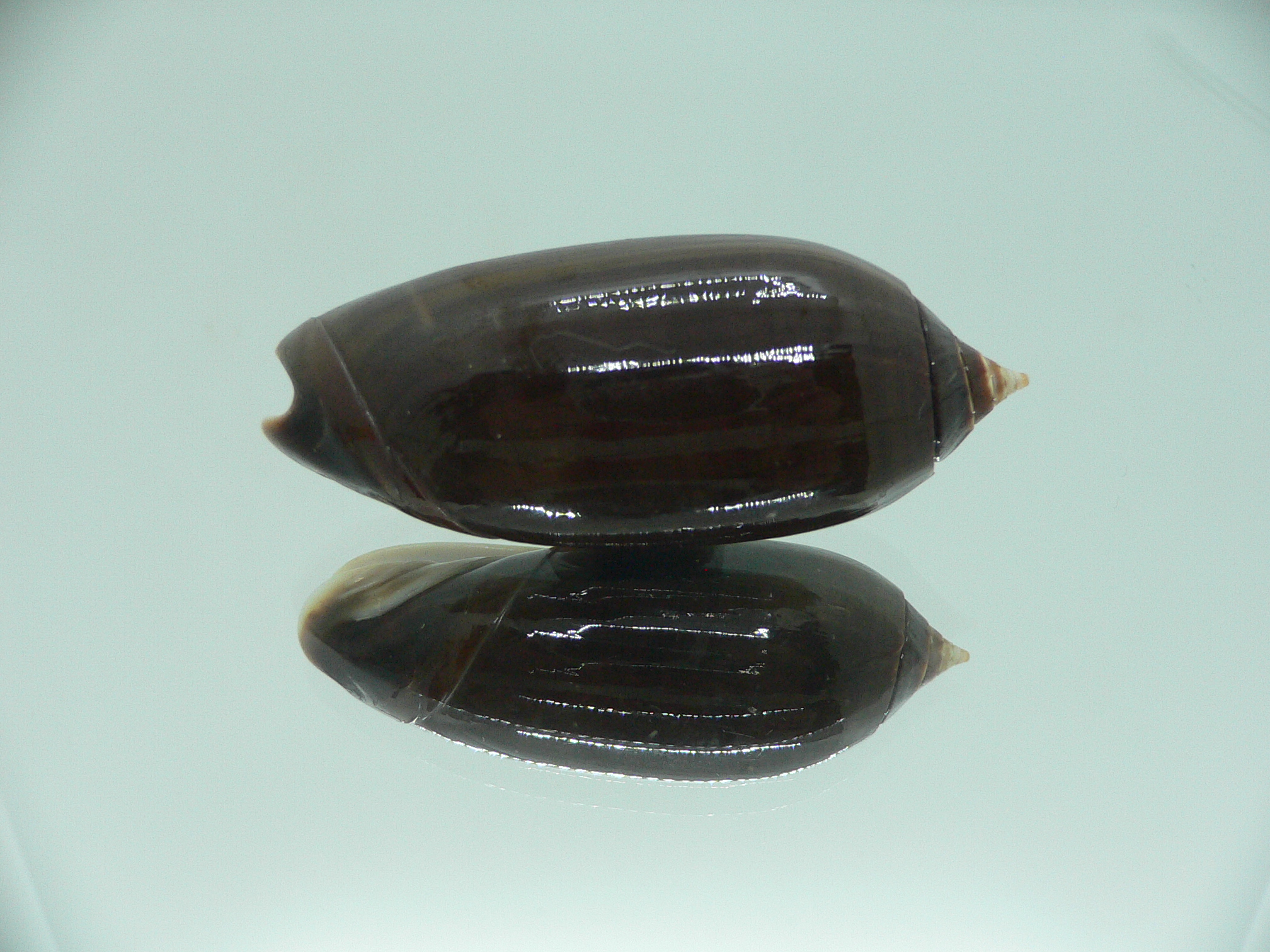 Oliva irisans concinna (var.) BIG & NIGER