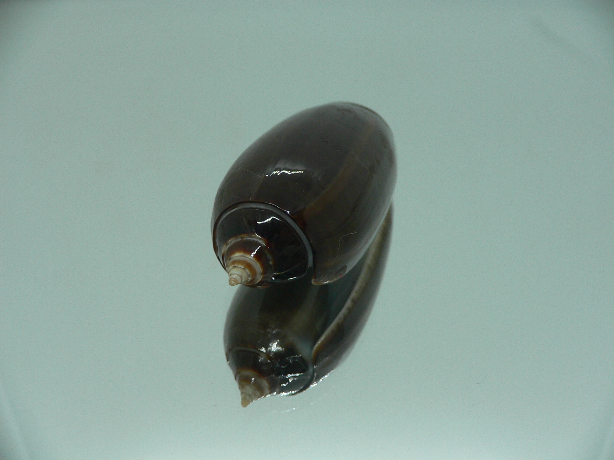 Oliva irisans concinna (var.) BIG & NIGER
