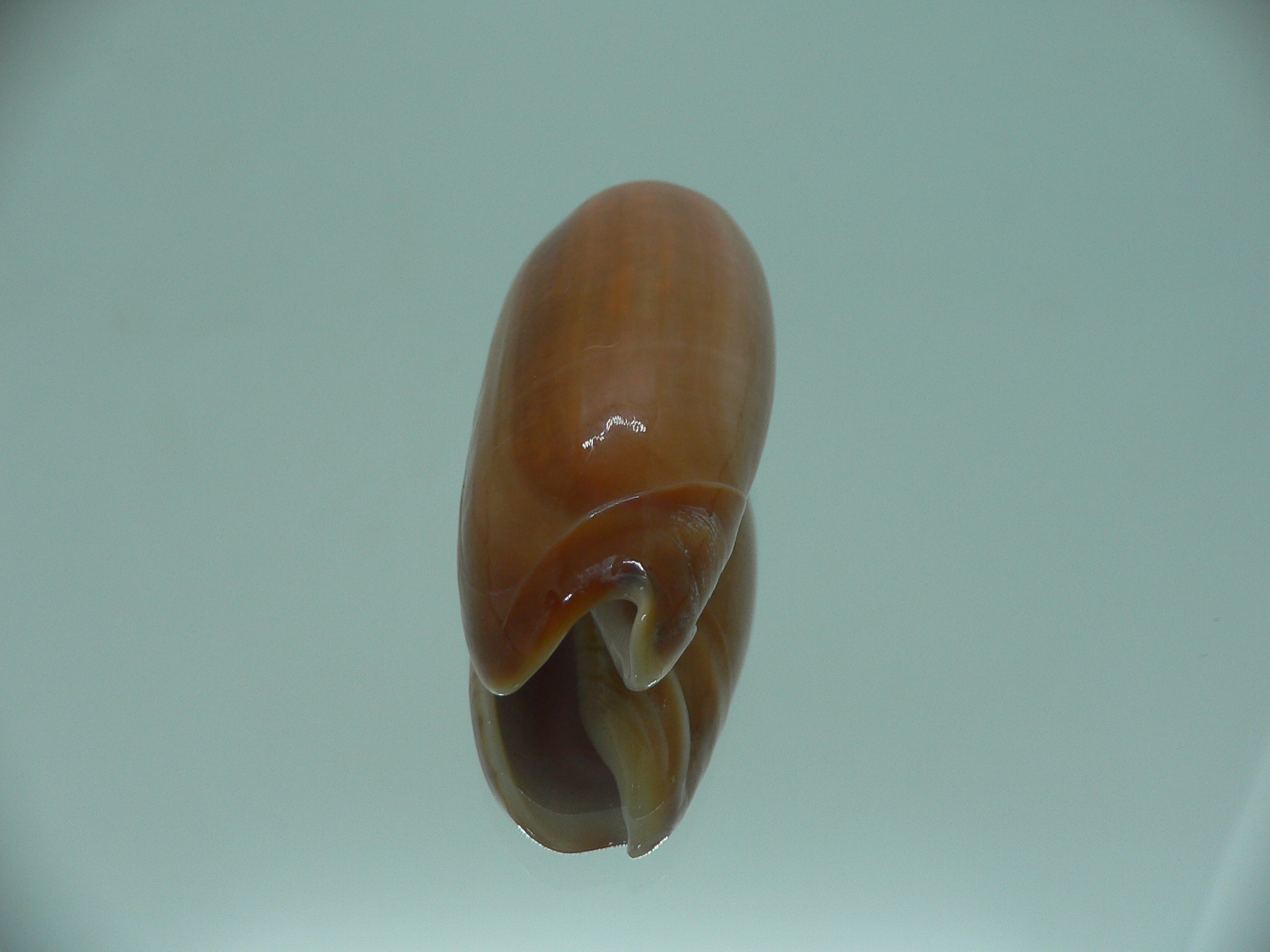 Oliva irisans concinna (var.) BIG