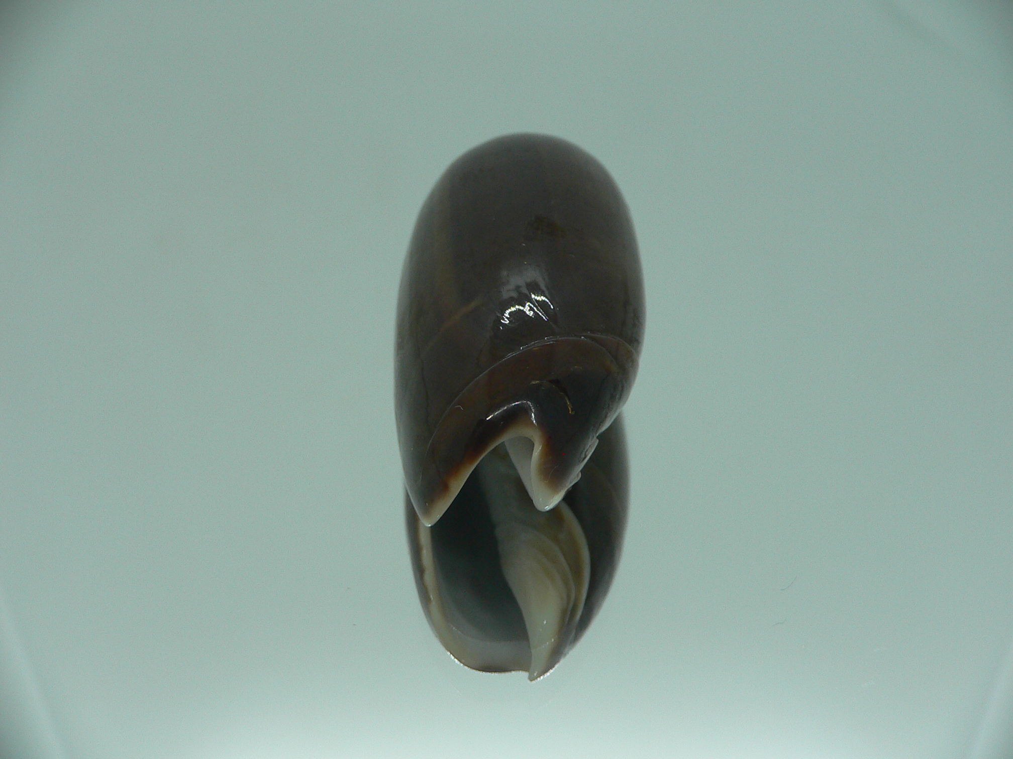 Oliva irisans concinna (var.) BIG & NIGER