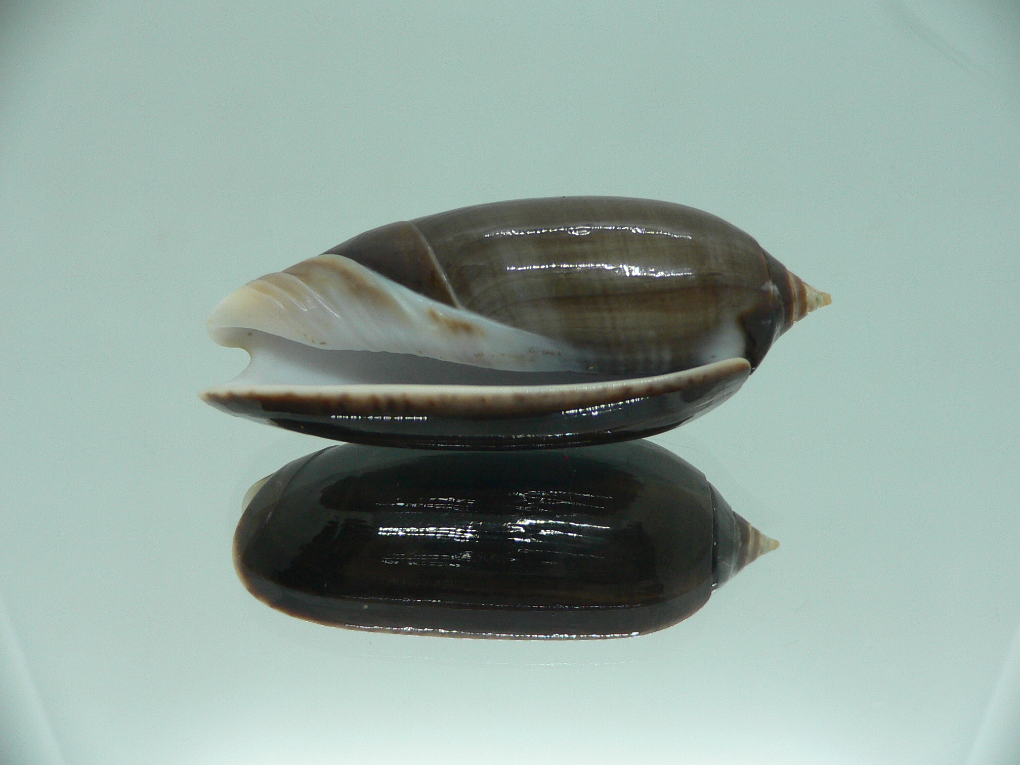 Oliva irisans concinna (var.) BIG & NIGER