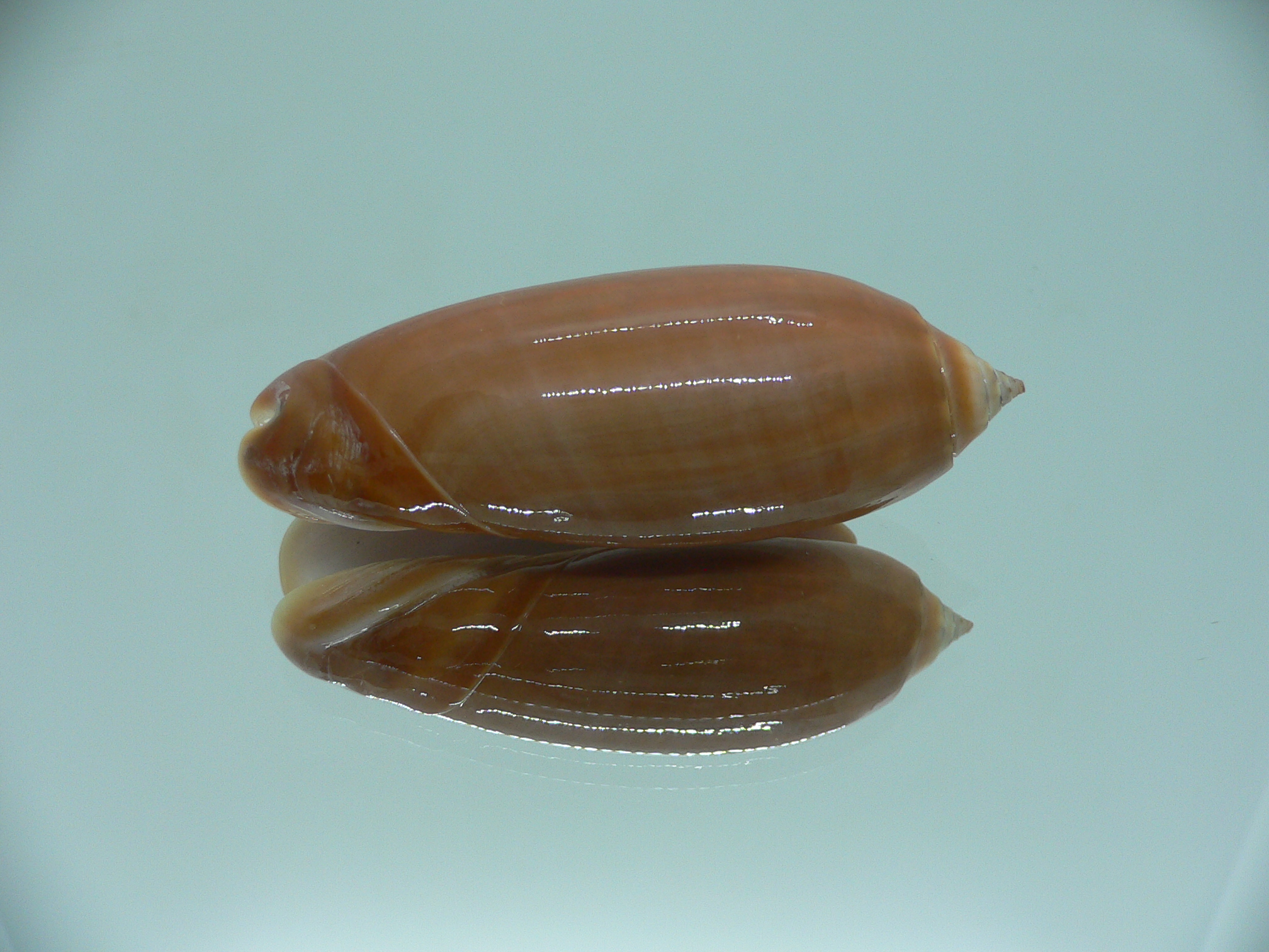 Oliva irisans concinna (var.) BIG