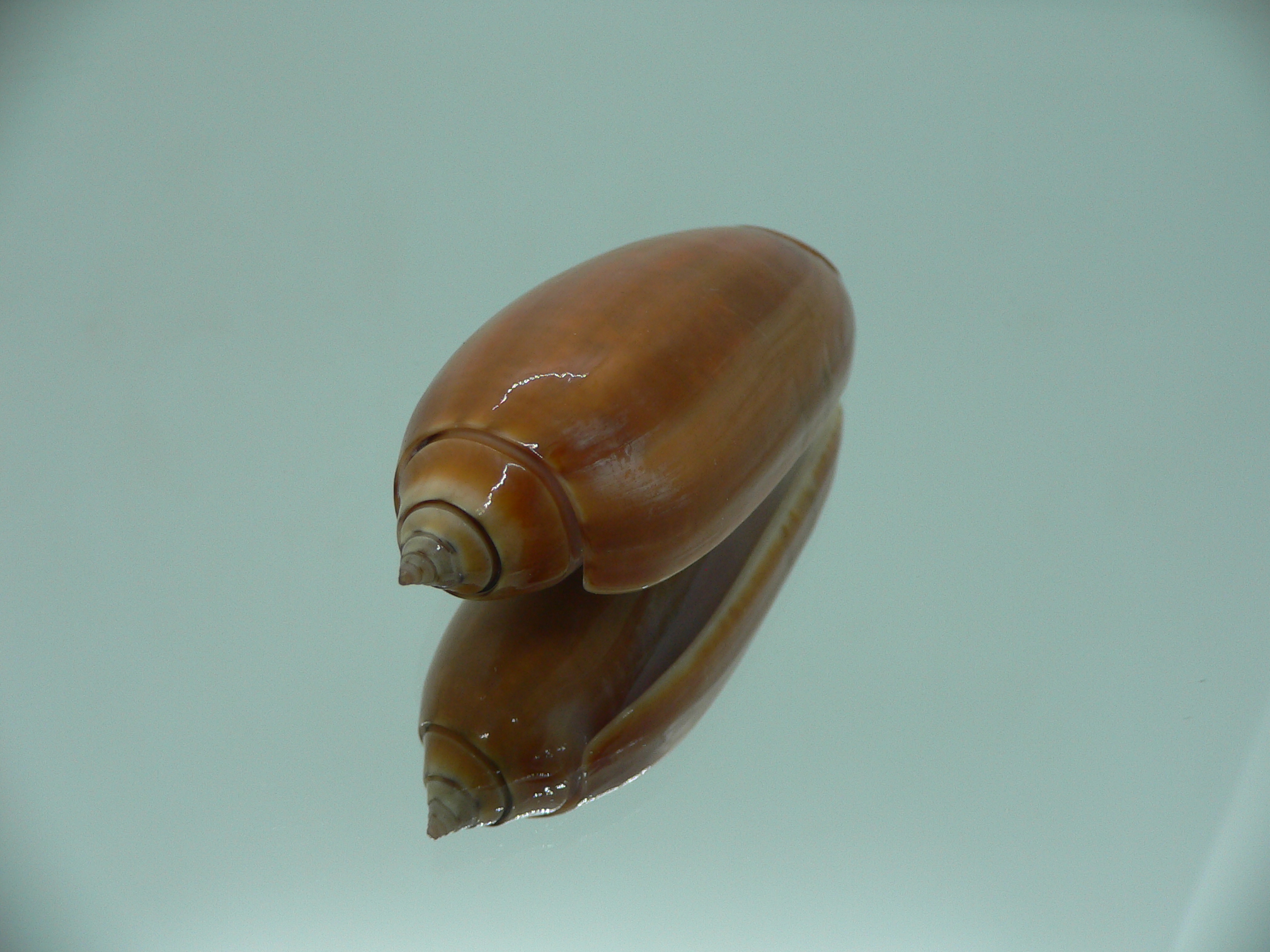 Oliva irisans concinna (var.) BIG