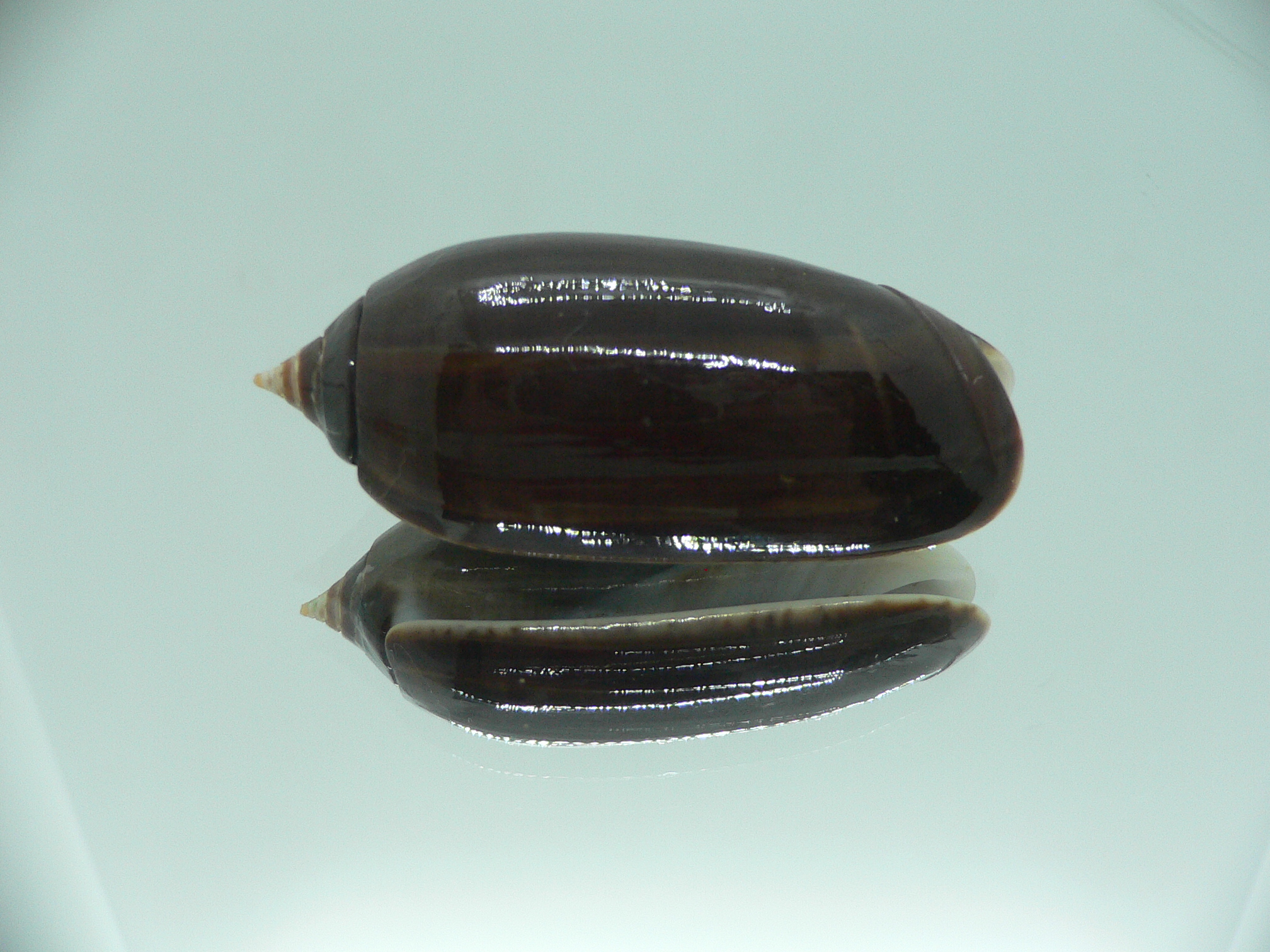 Oliva irisans concinna (var.) BIG & NIGER