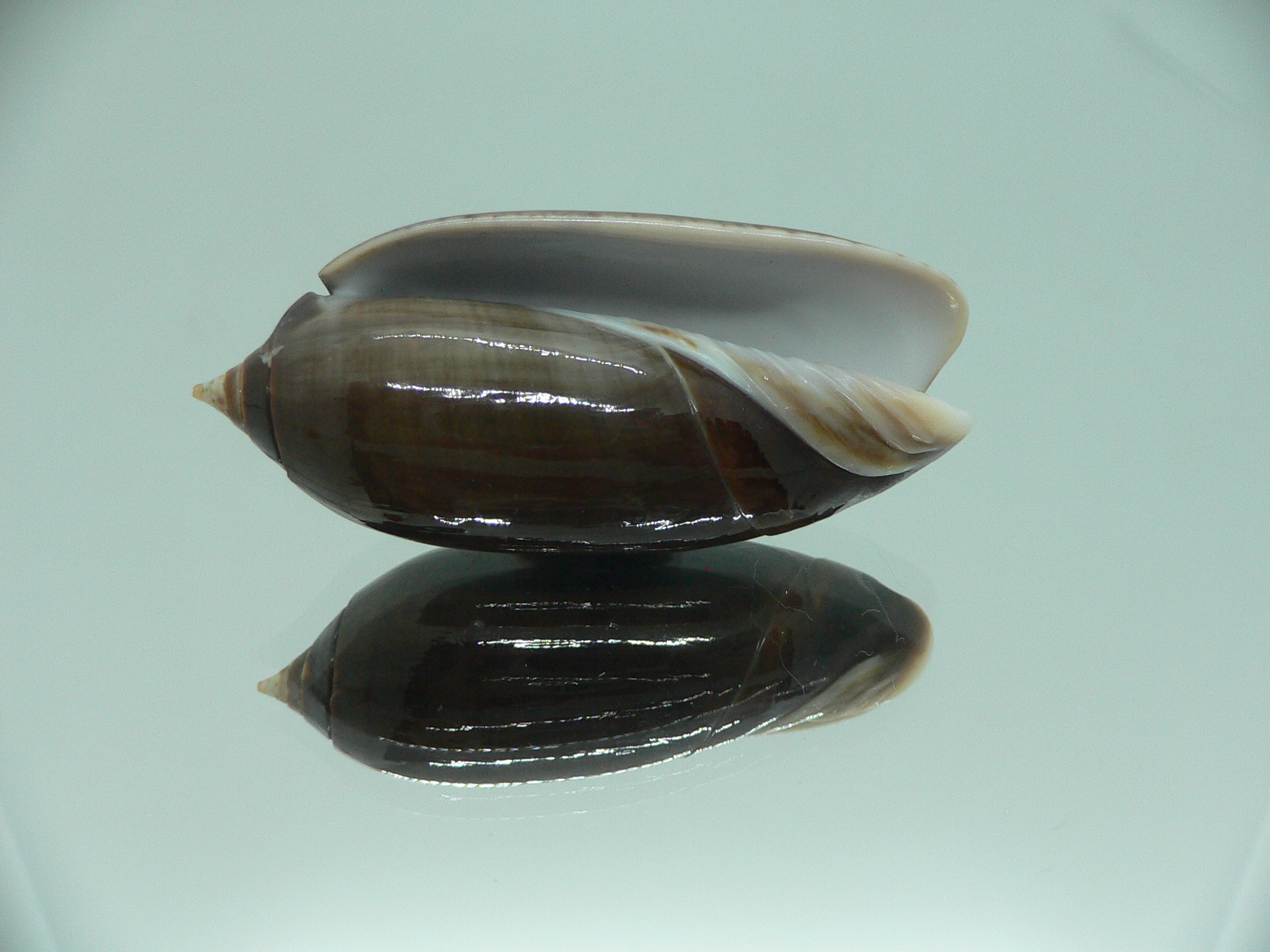 Oliva irisans concinna (var.) BIG & NIGER