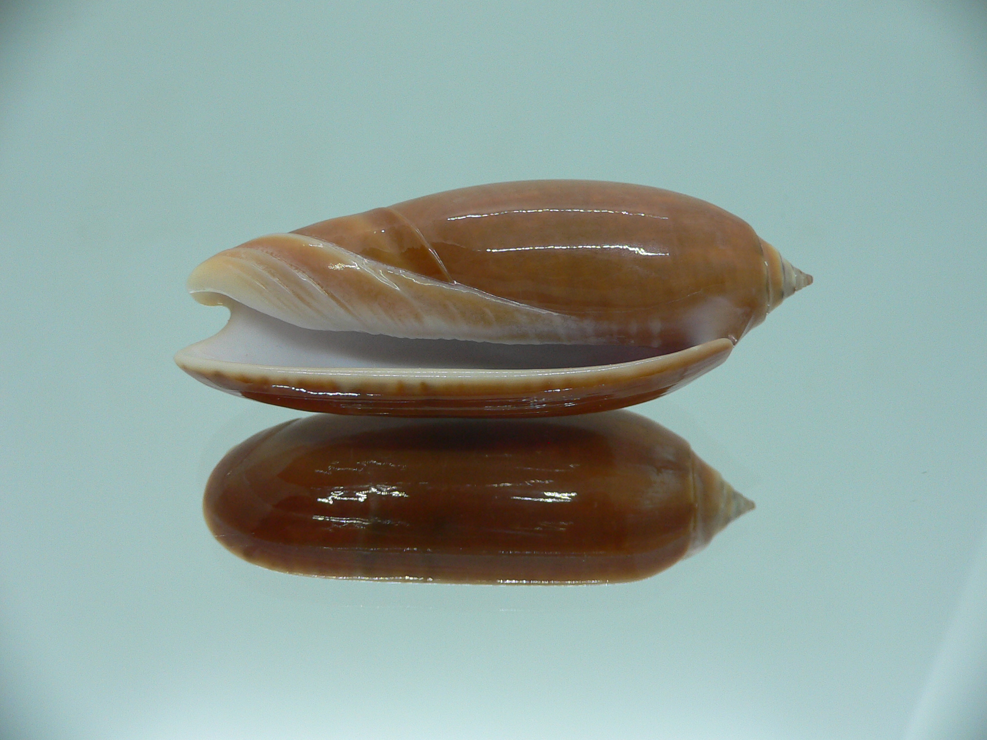 Oliva irisans concinna (var.) BIG