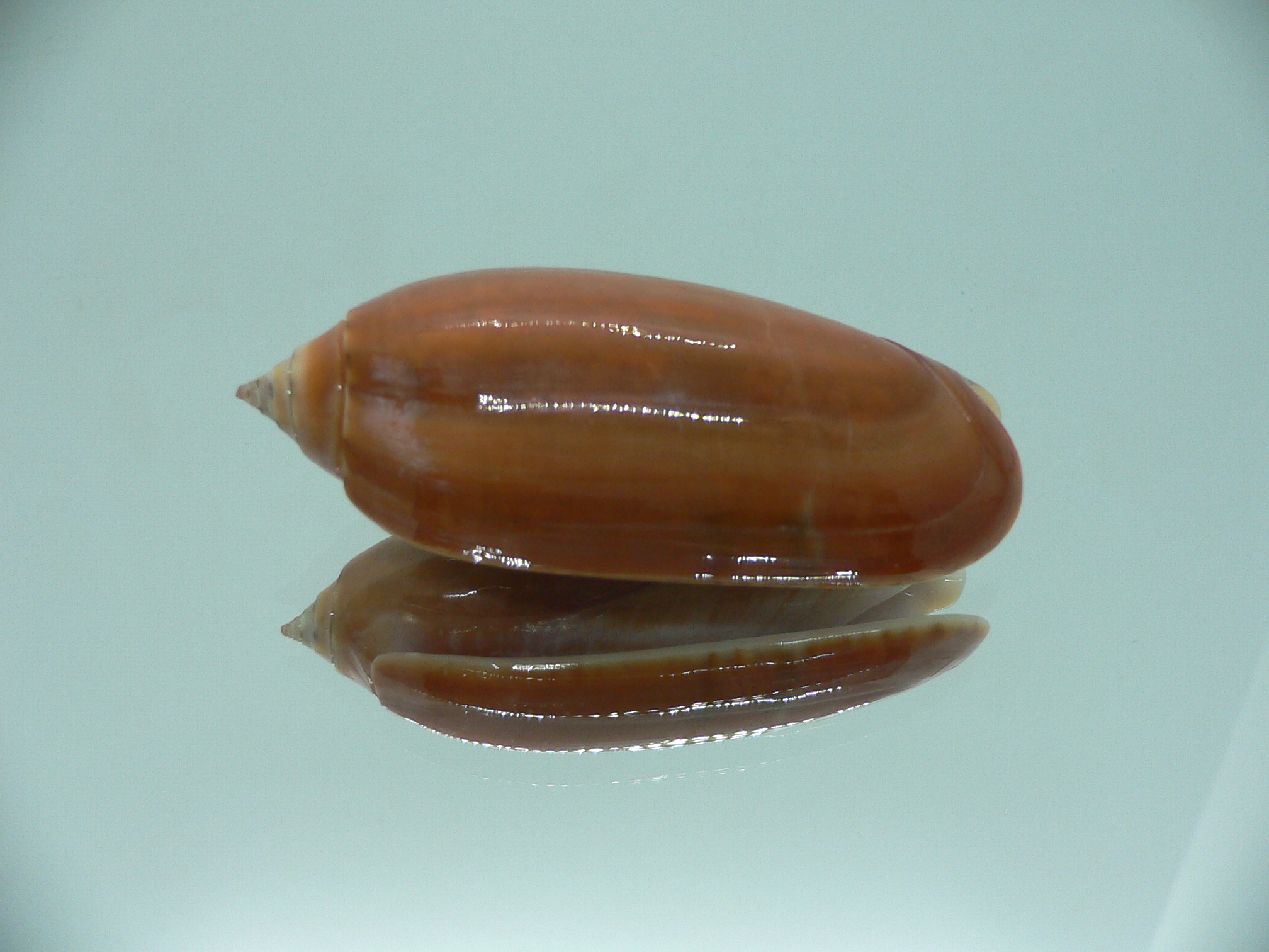 Oliva irisans concinna (var.) BIG