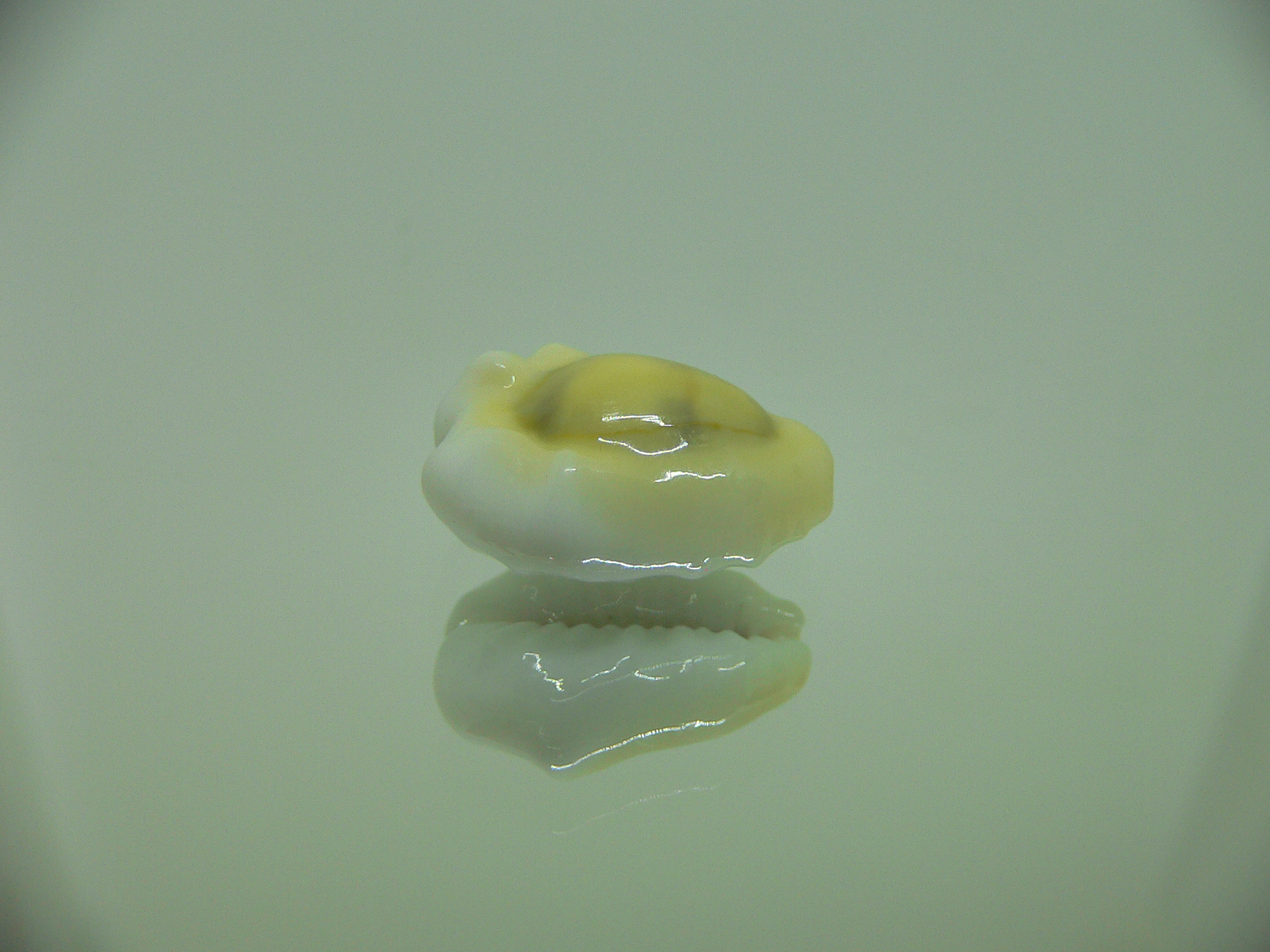 Cypraea moneta tuberculosa (var.) 3