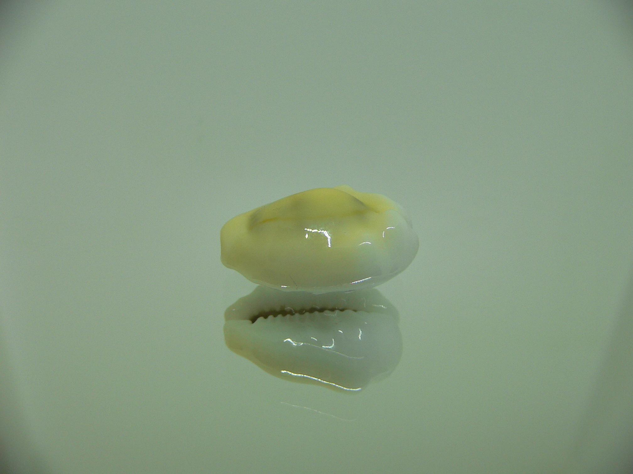 Cypraea moneta tuberculosa (var.) 3