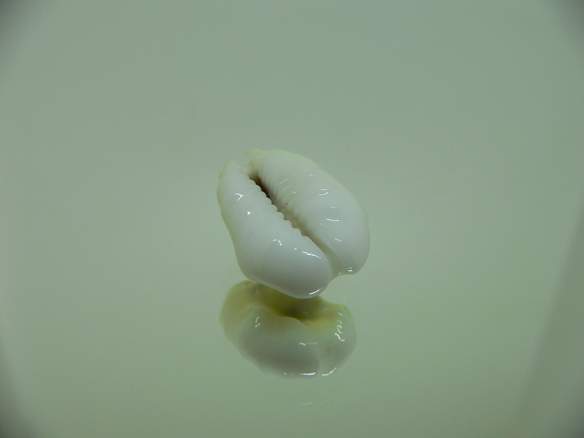 Cypraea moneta tuberculosa (var.) 3