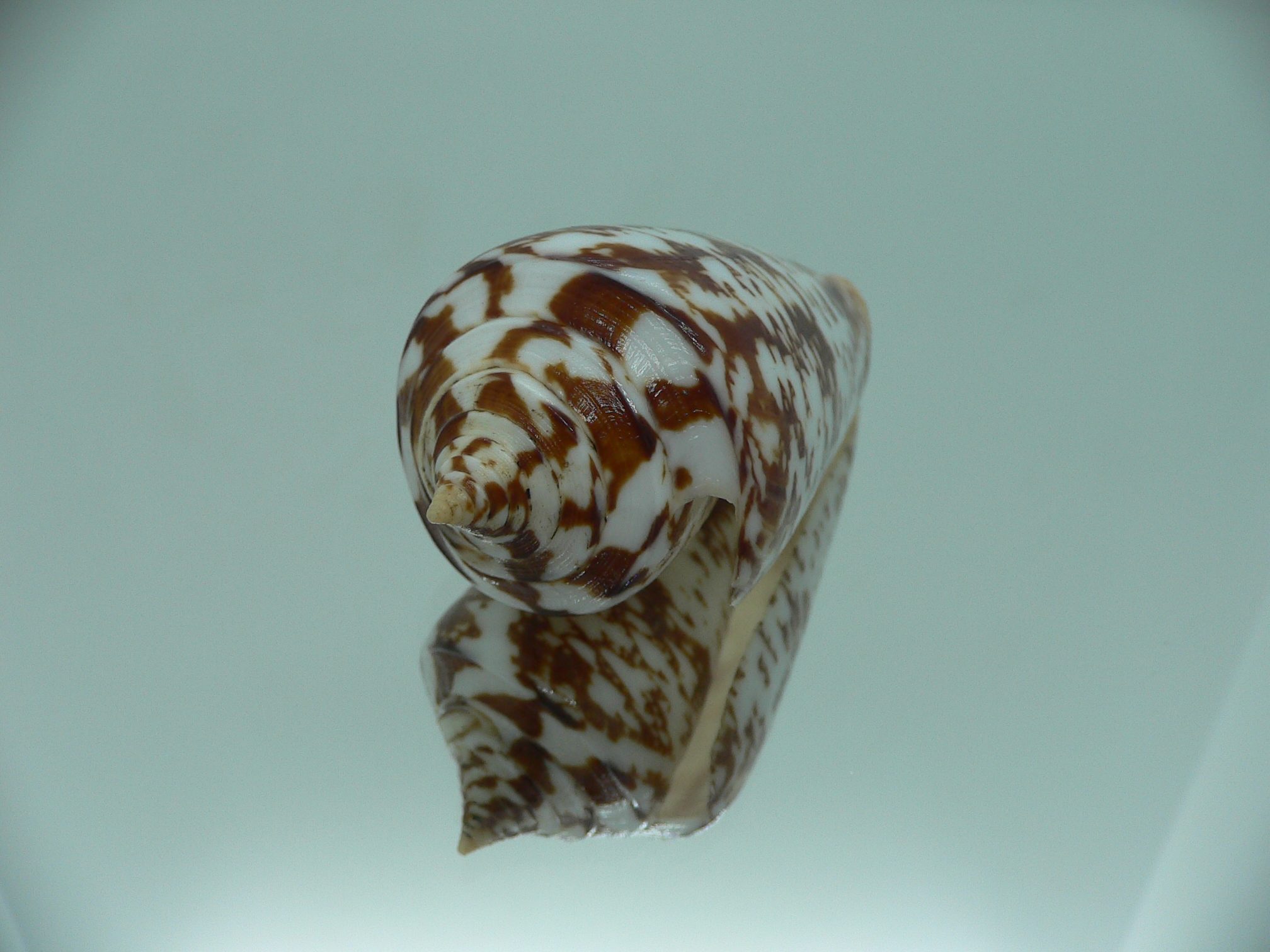 Conus amadis amadis MOTLEY