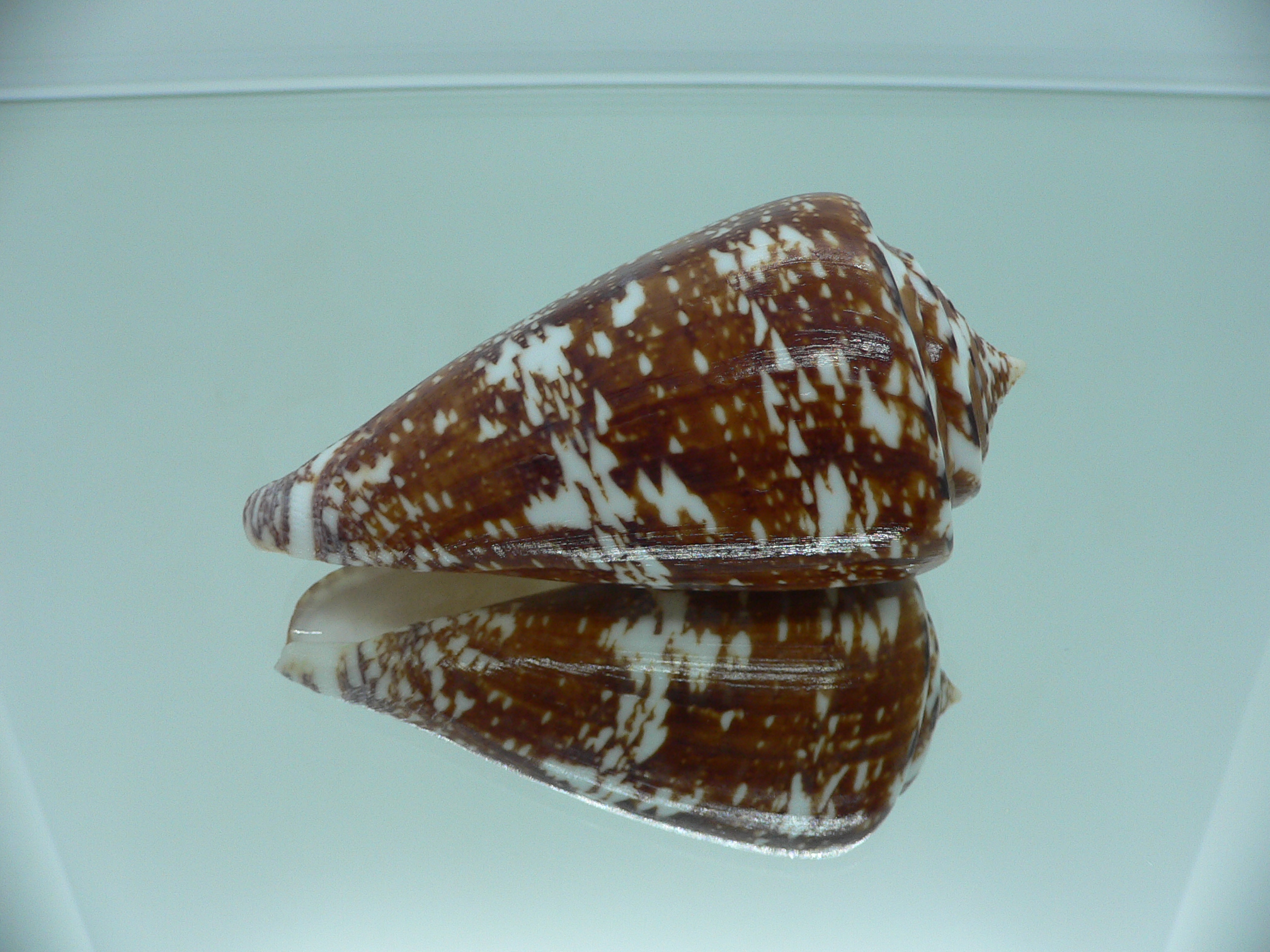 Conus amadis amadis MOTLEY