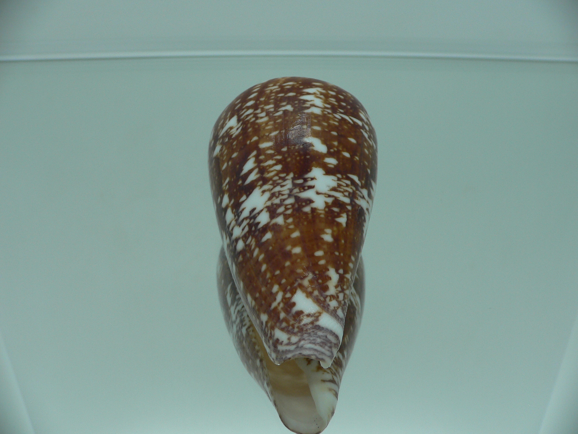 Conus amadis amadis MOTLEY