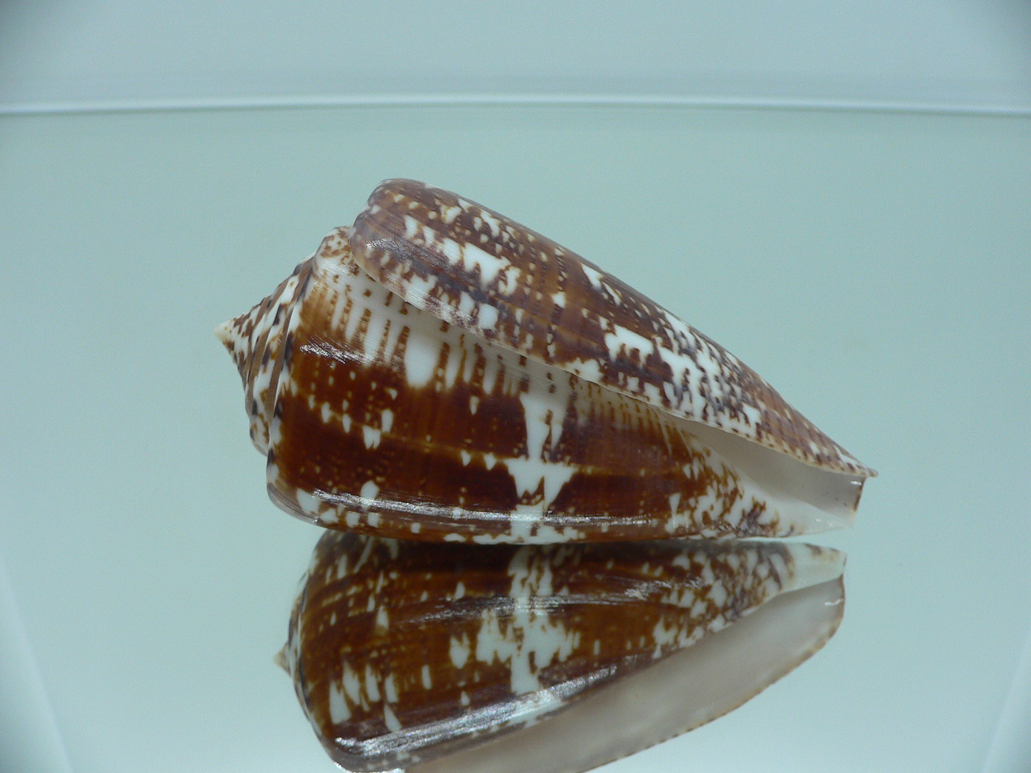 Conus amadis amadis MOTLEY