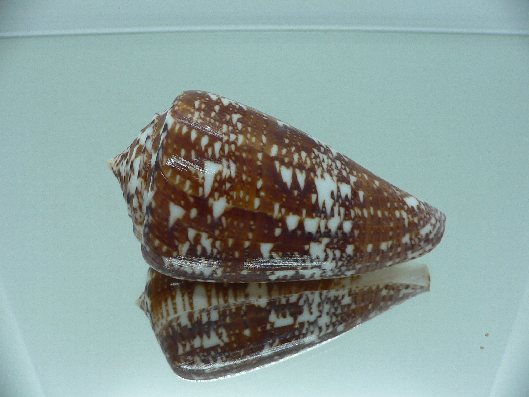 Conus amadis amadis MOTLEY