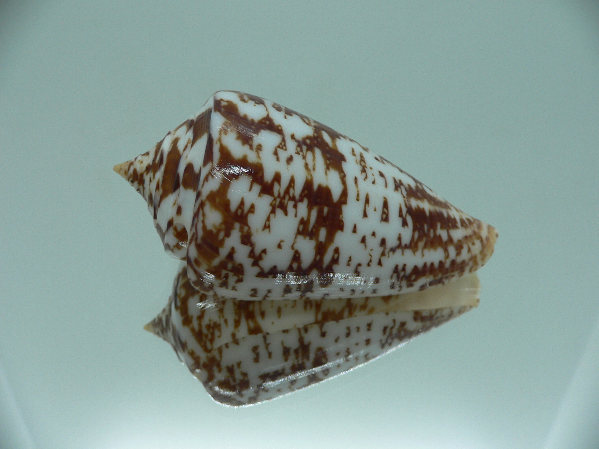 Conus amadis amadis MOTLEY