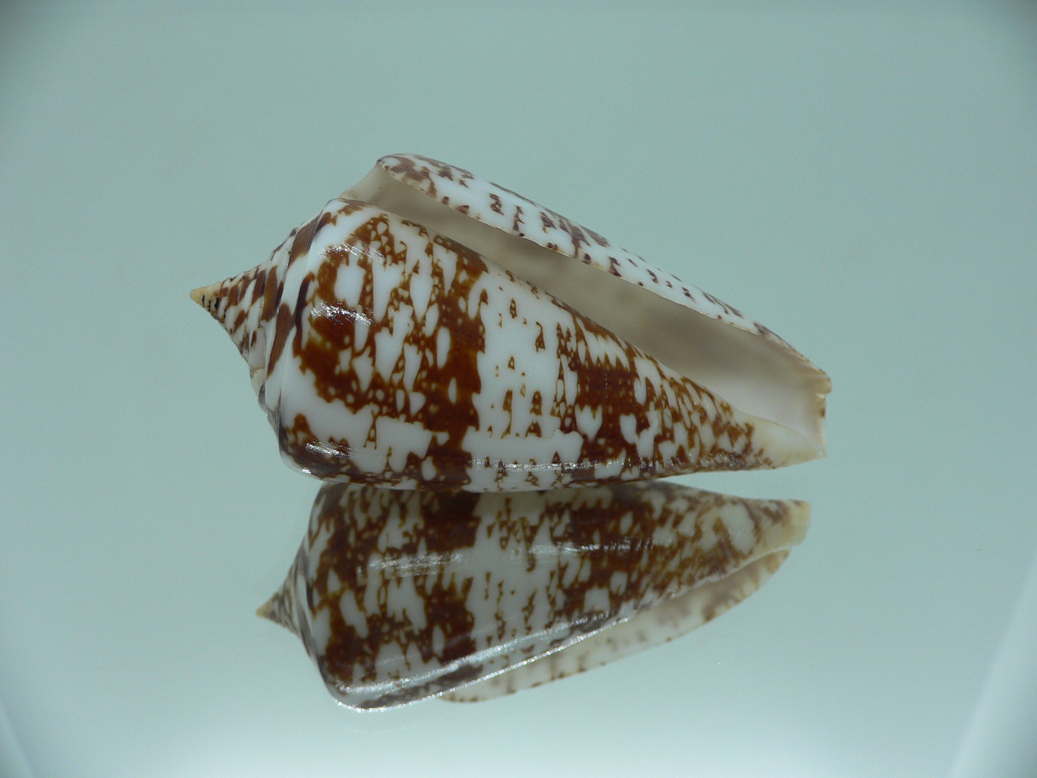 Conus amadis amadis MOTLEY