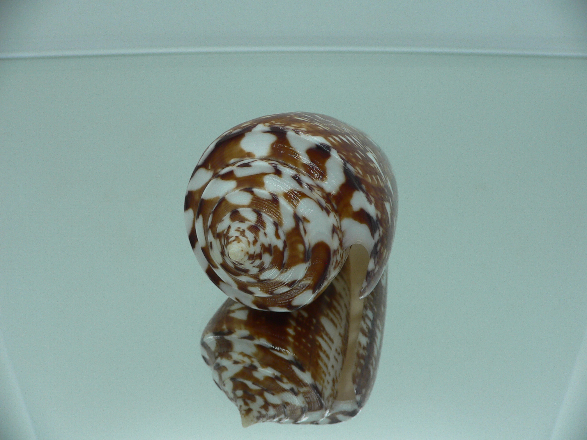 Conus amadis amadis MOTLEY