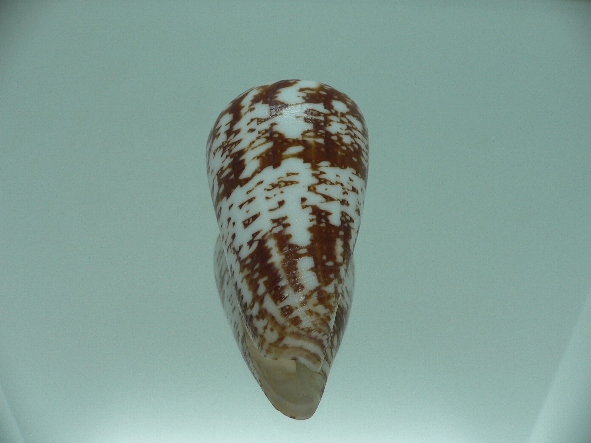 Conus amadis amadis MOTLEY