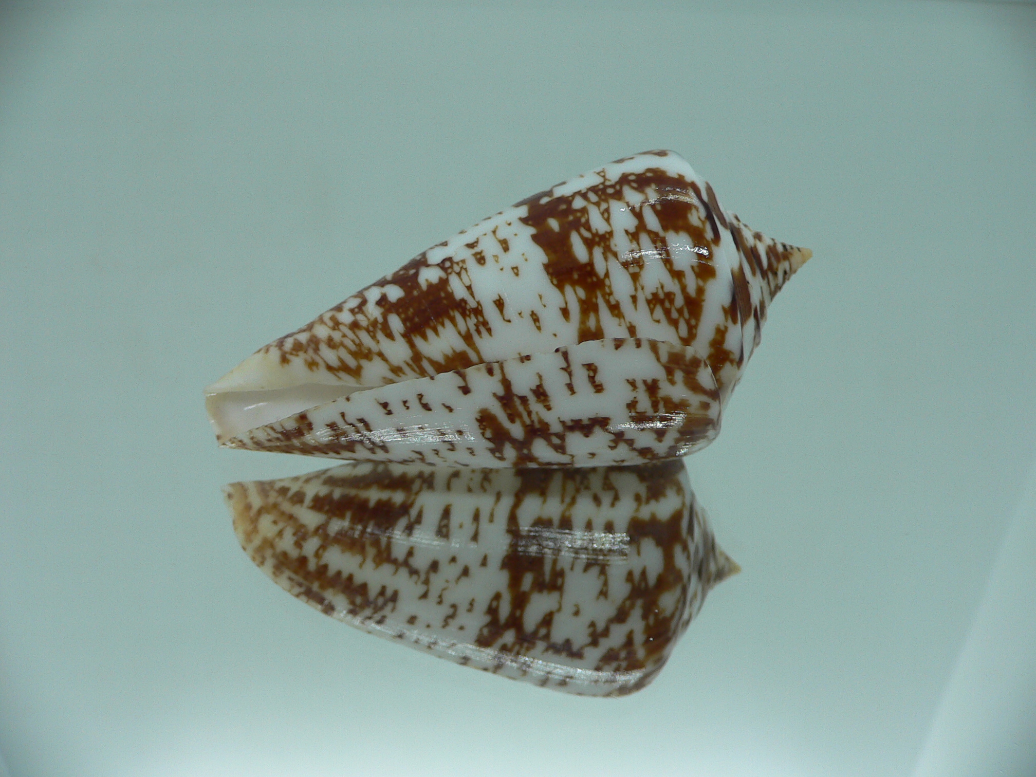 Conus amadis amadis MOTLEY