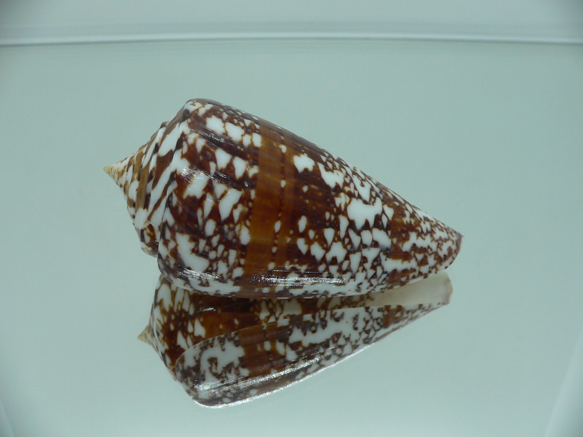 Conus amadis amadis MOTLEY