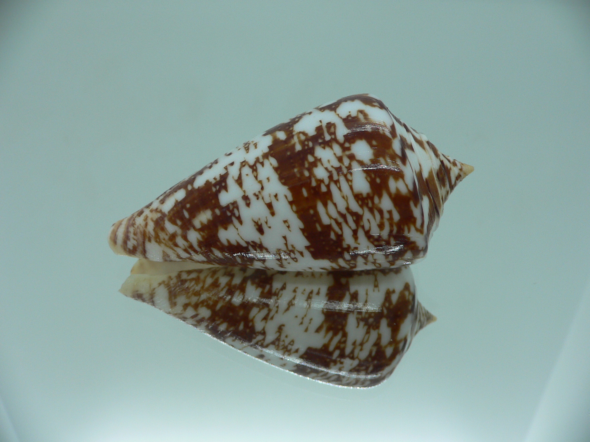 Conus amadis amadis MOTLEY