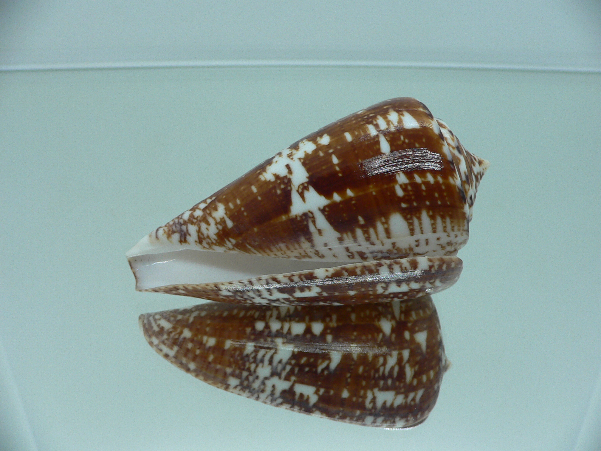 Conus amadis amadis MOTLEY