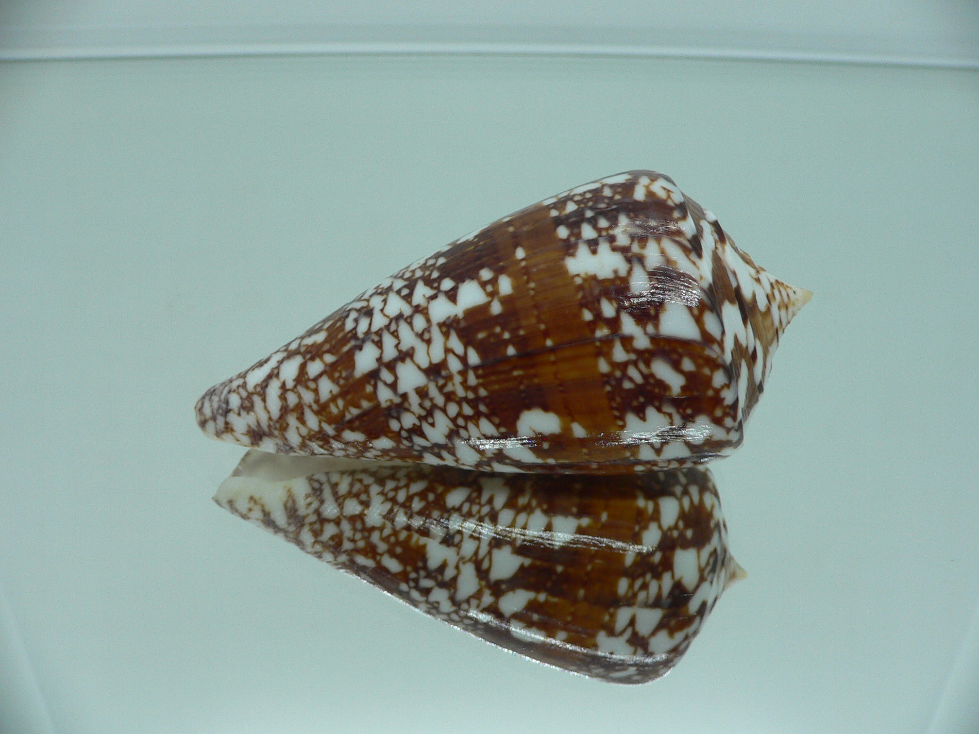 Conus amadis amadis MOTLEY