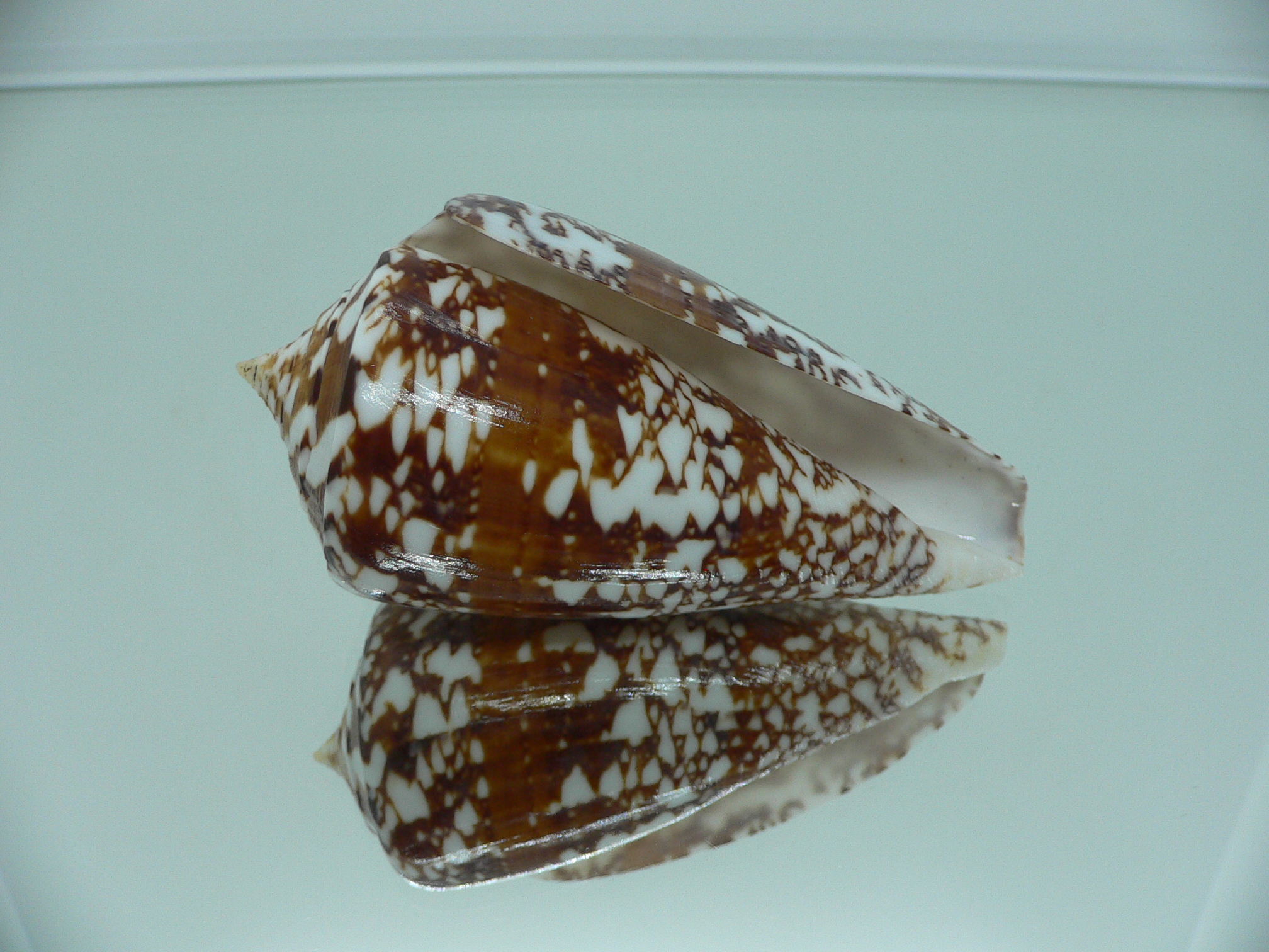 Conus amadis amadis MOTLEY