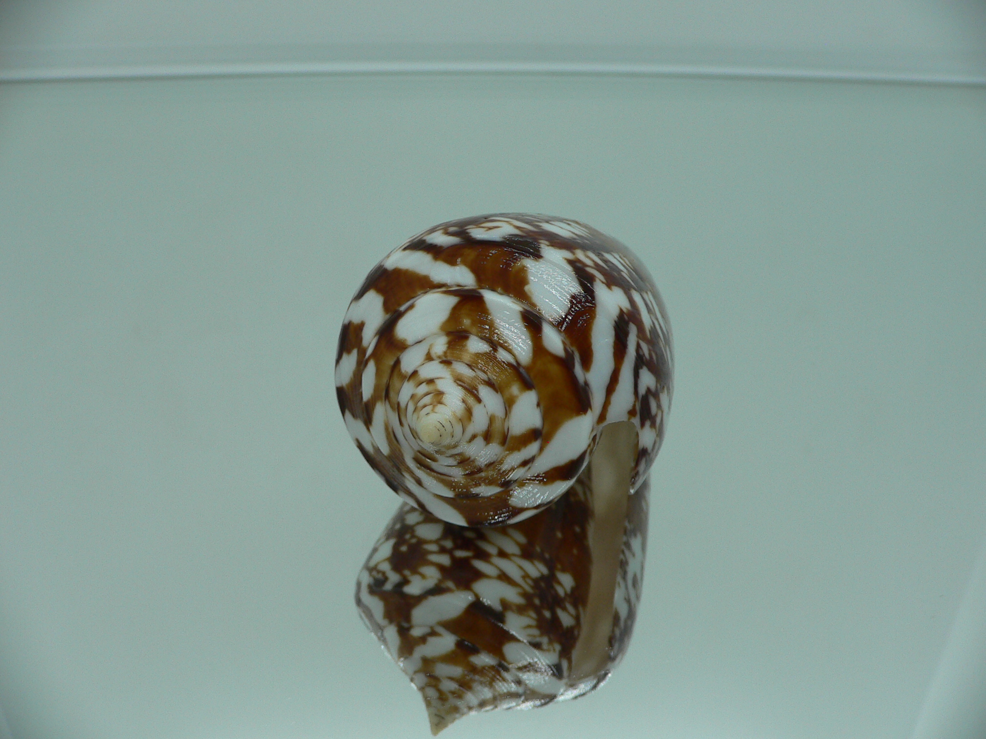 Conus amadis amadis MOTLEY